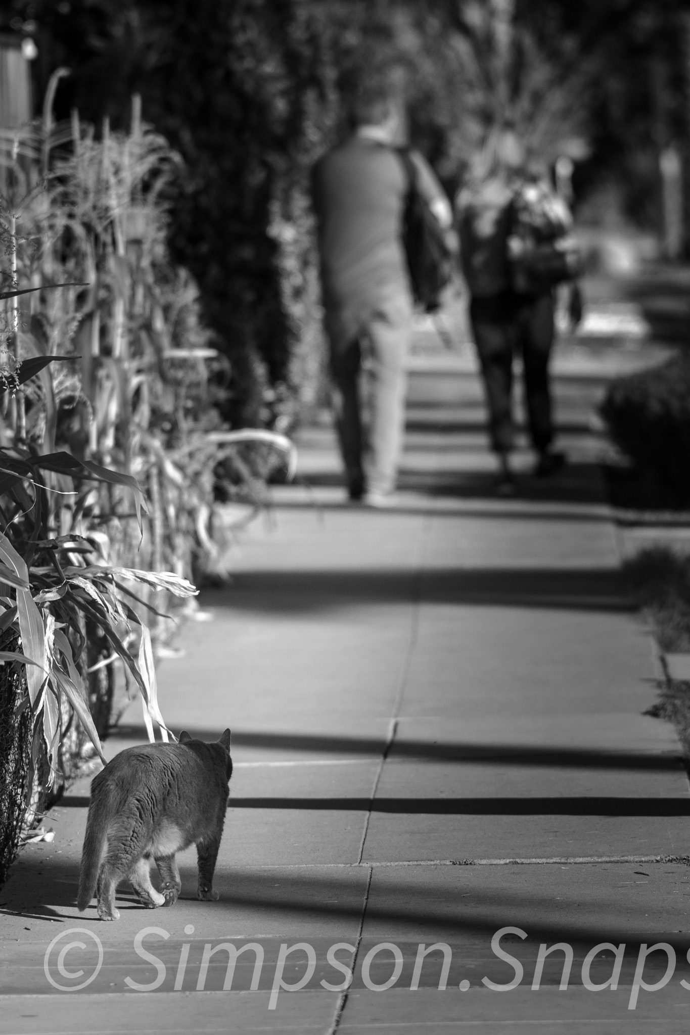 Street photograph 39