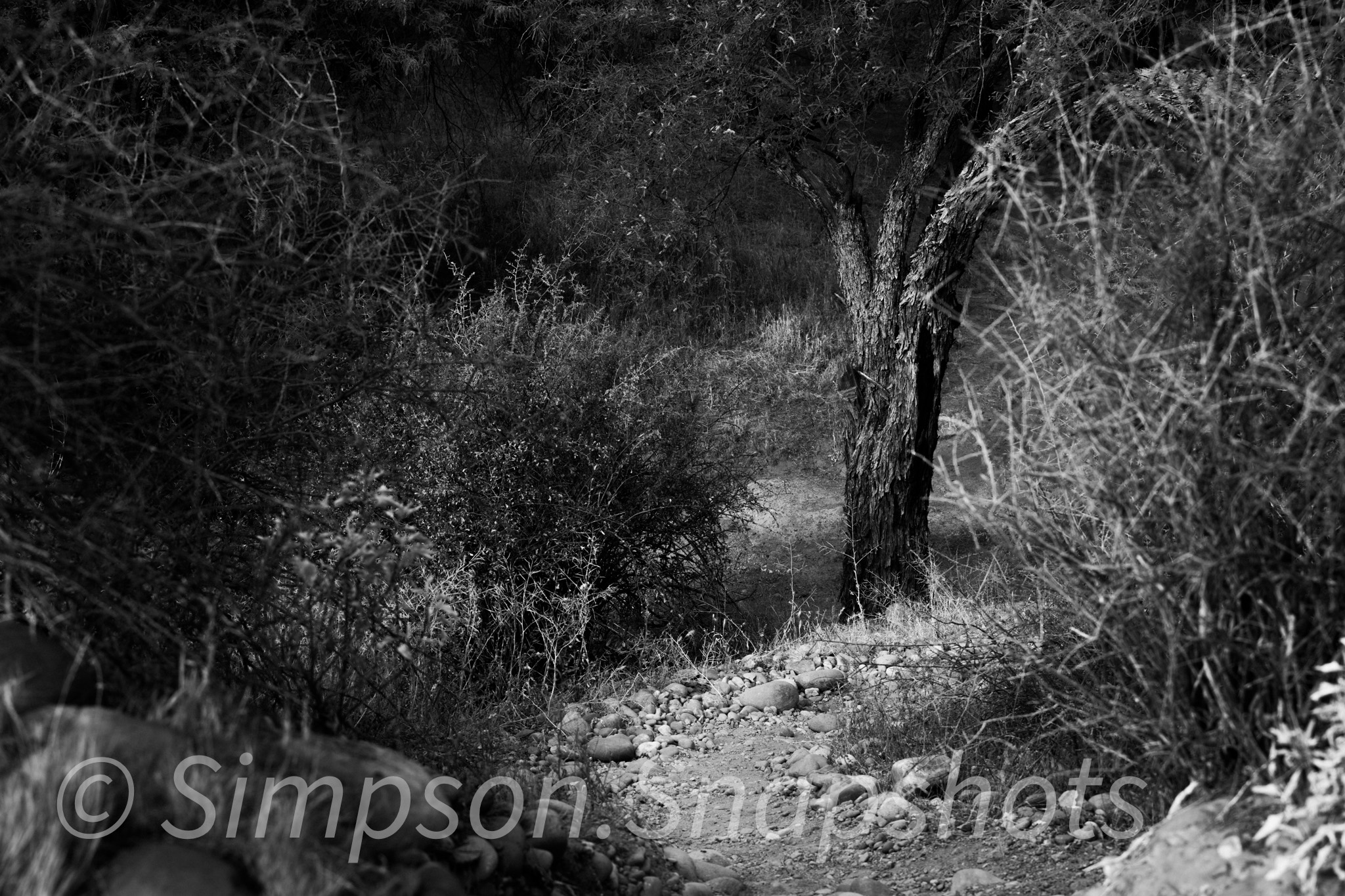 Wildlife-And-Nature photograph 2