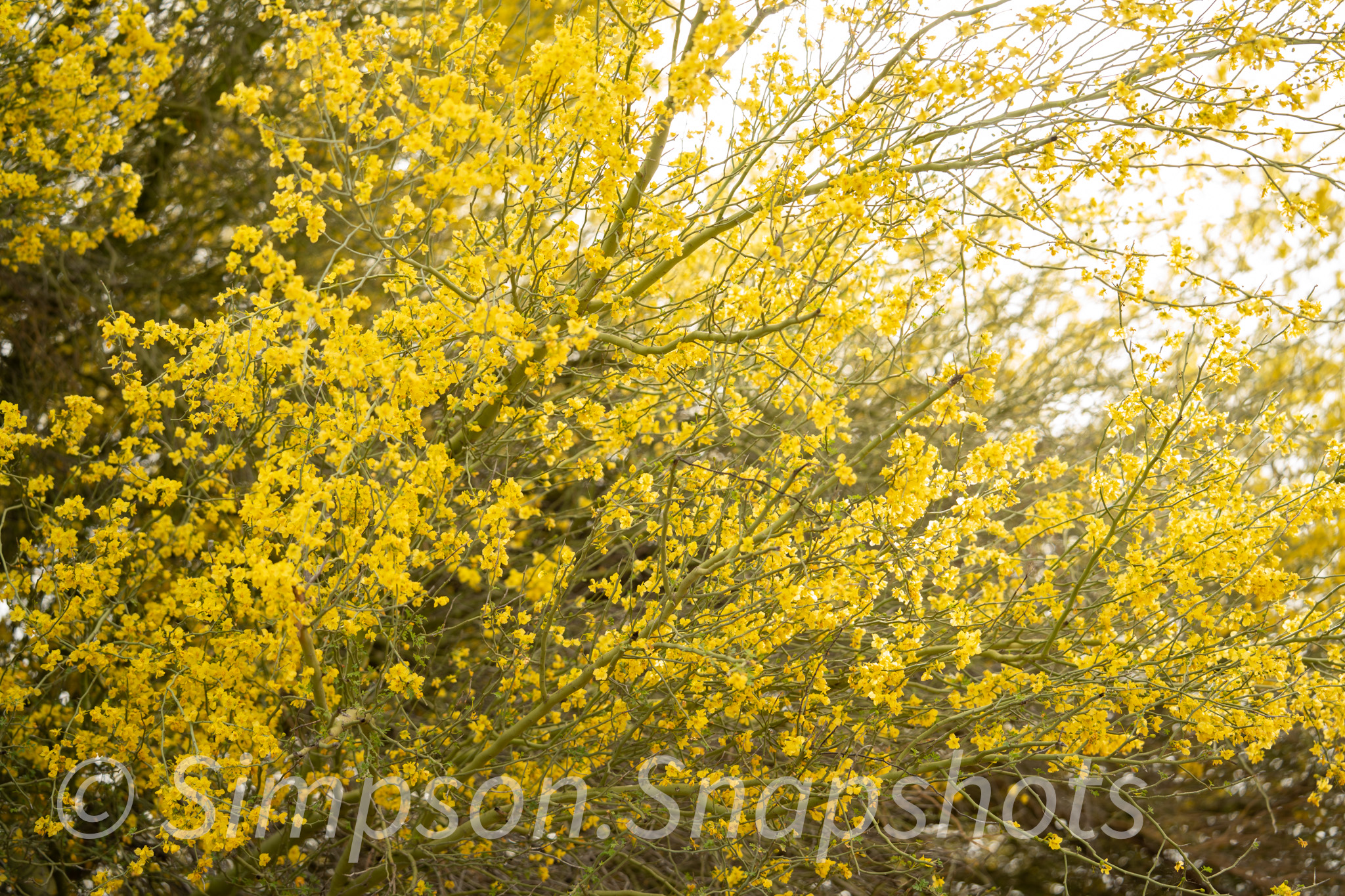 Wildlife-And-Nature photograph 3