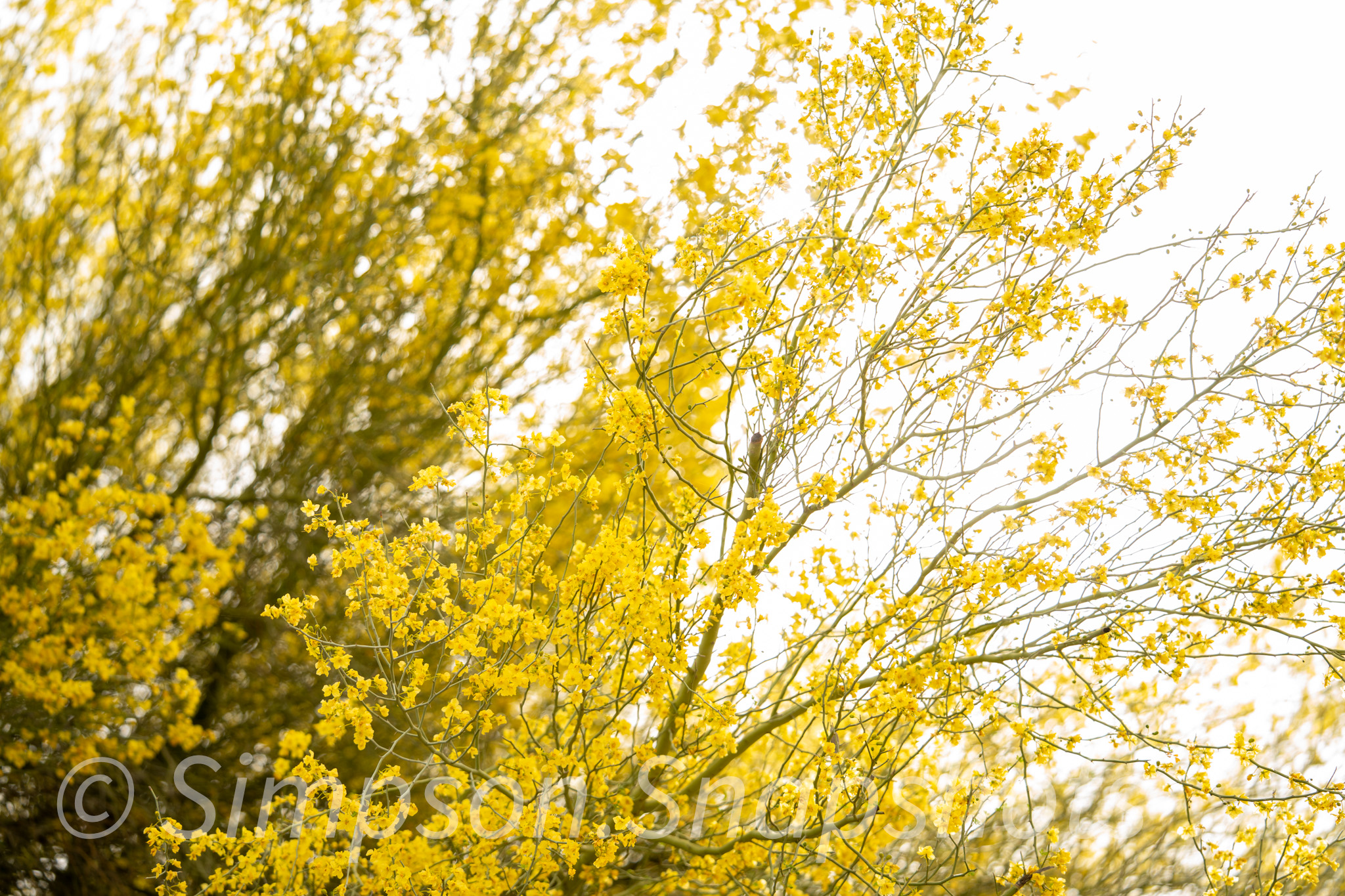 Wildlife-And-Nature photograph 13