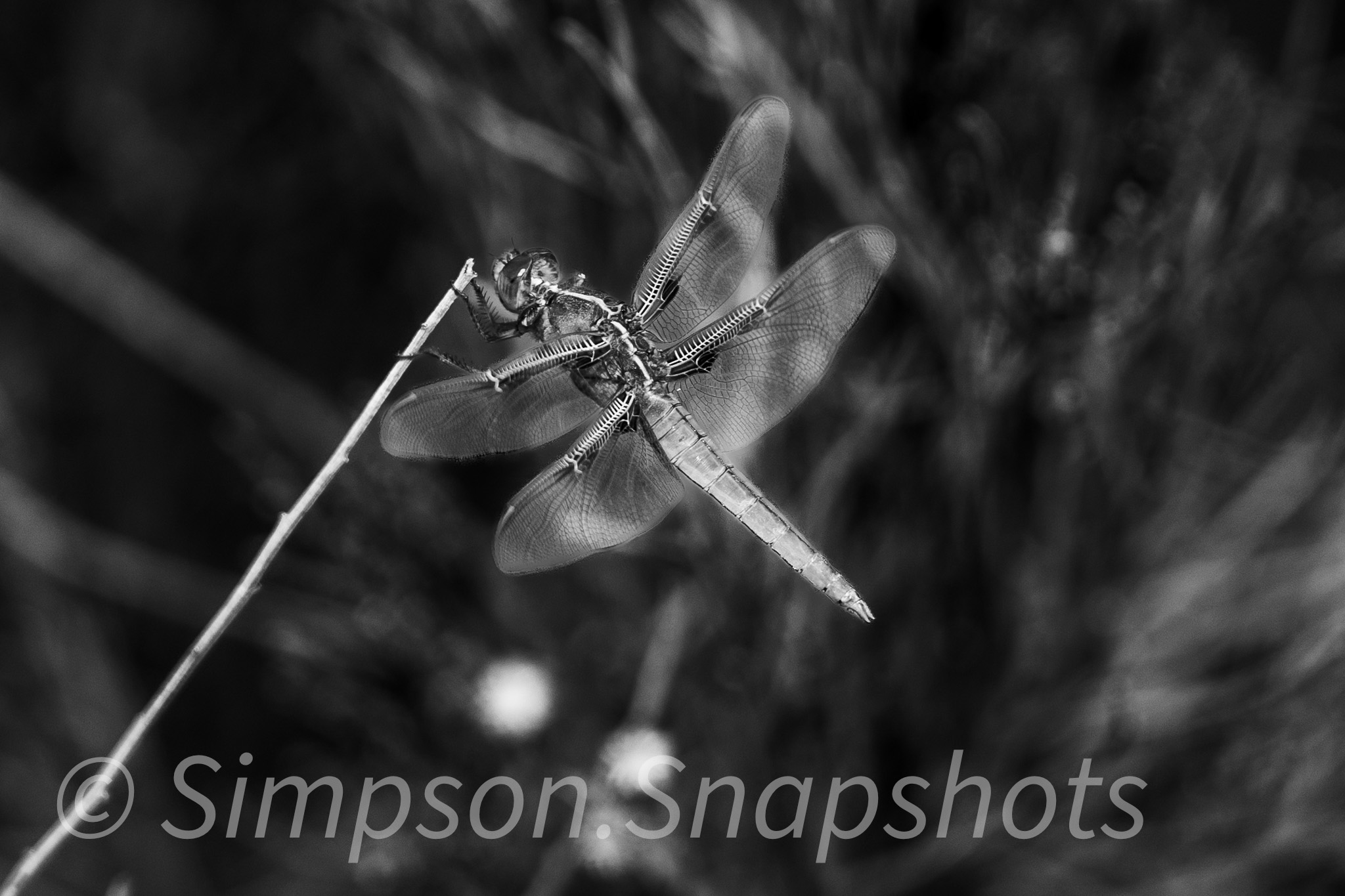 Wildlife-And-Nature photograph 4