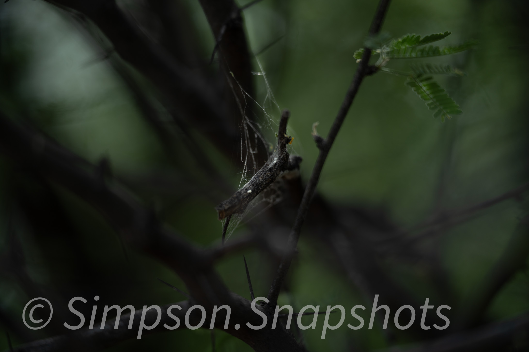 Wildlife-And-Nature photograph 5