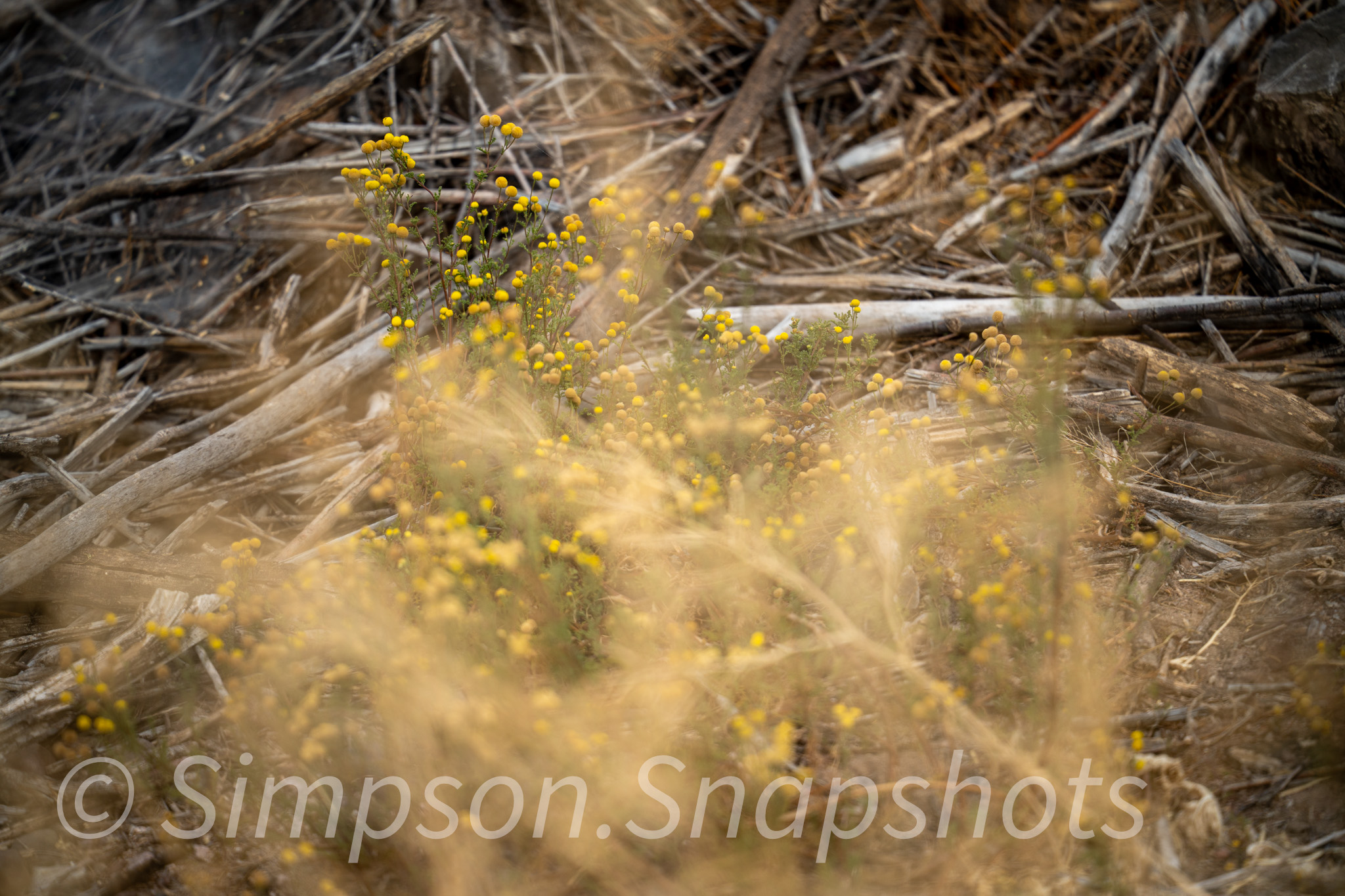 Wildlife-And-Nature photograph 28