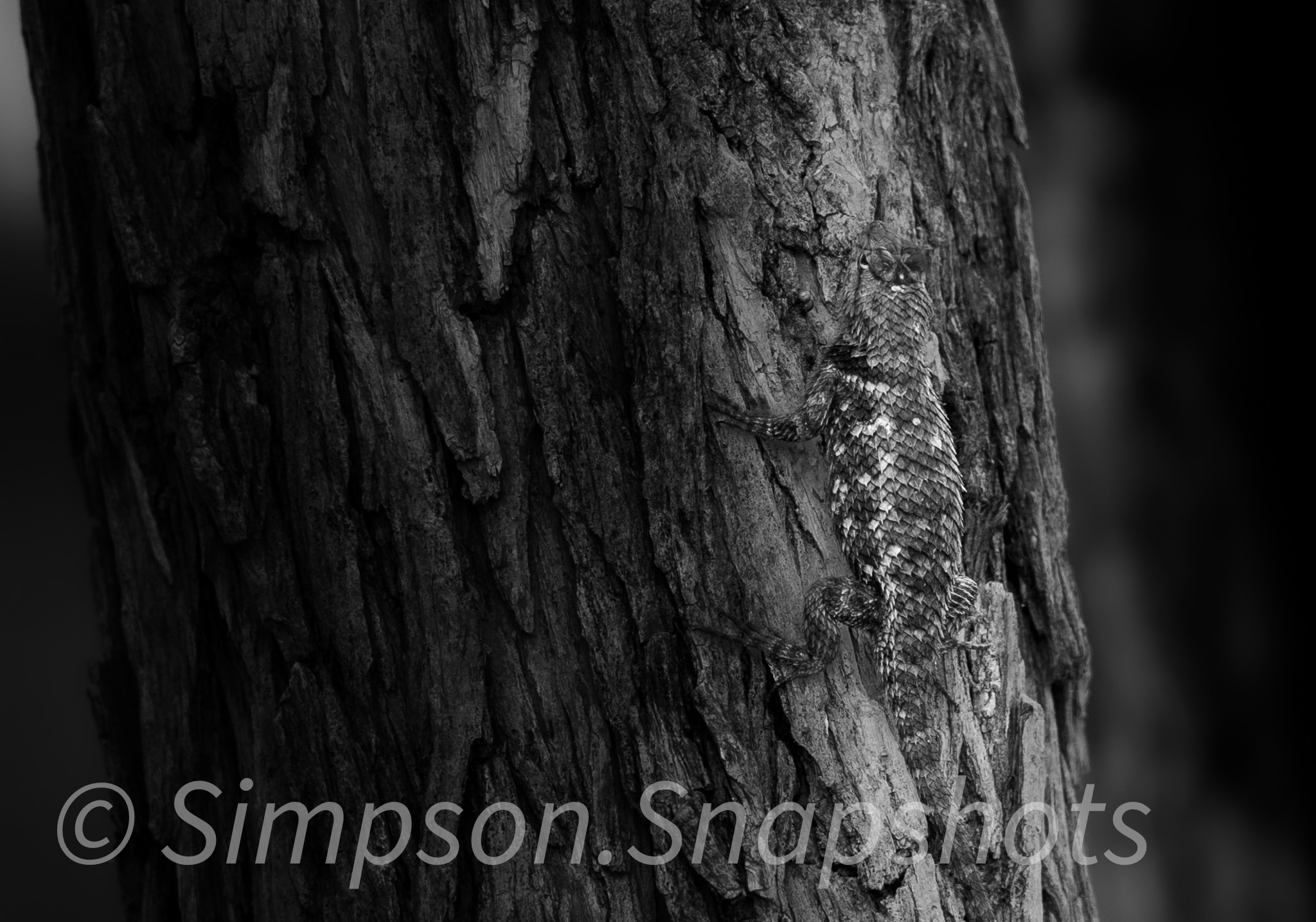 Wildlife-And-Nature photograph 7