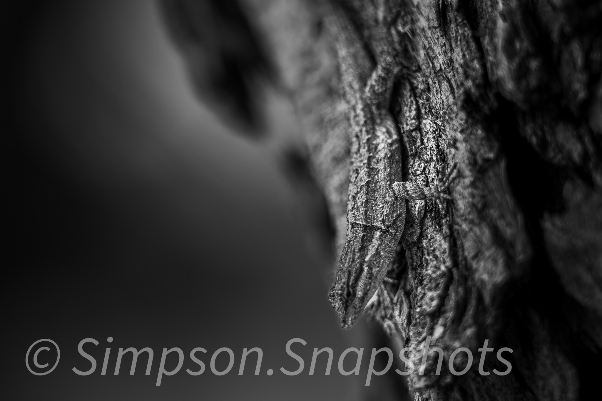 Wildlife-And-Nature photograph 9