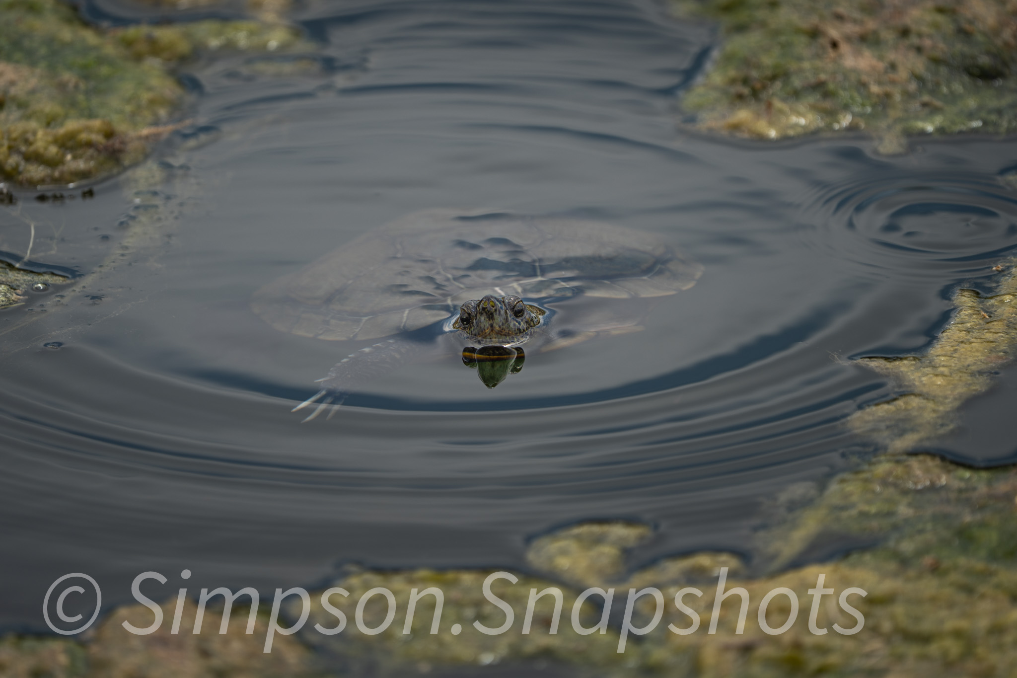 Wildlife-And-Nature photograph 10