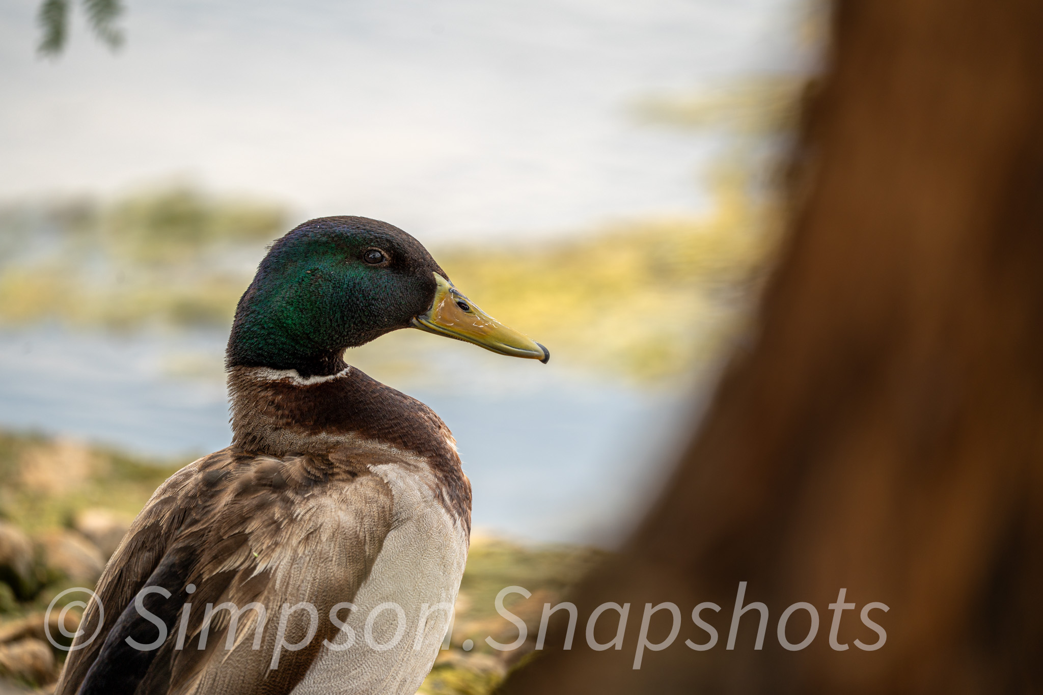 Wildlife-And-Nature photograph 8