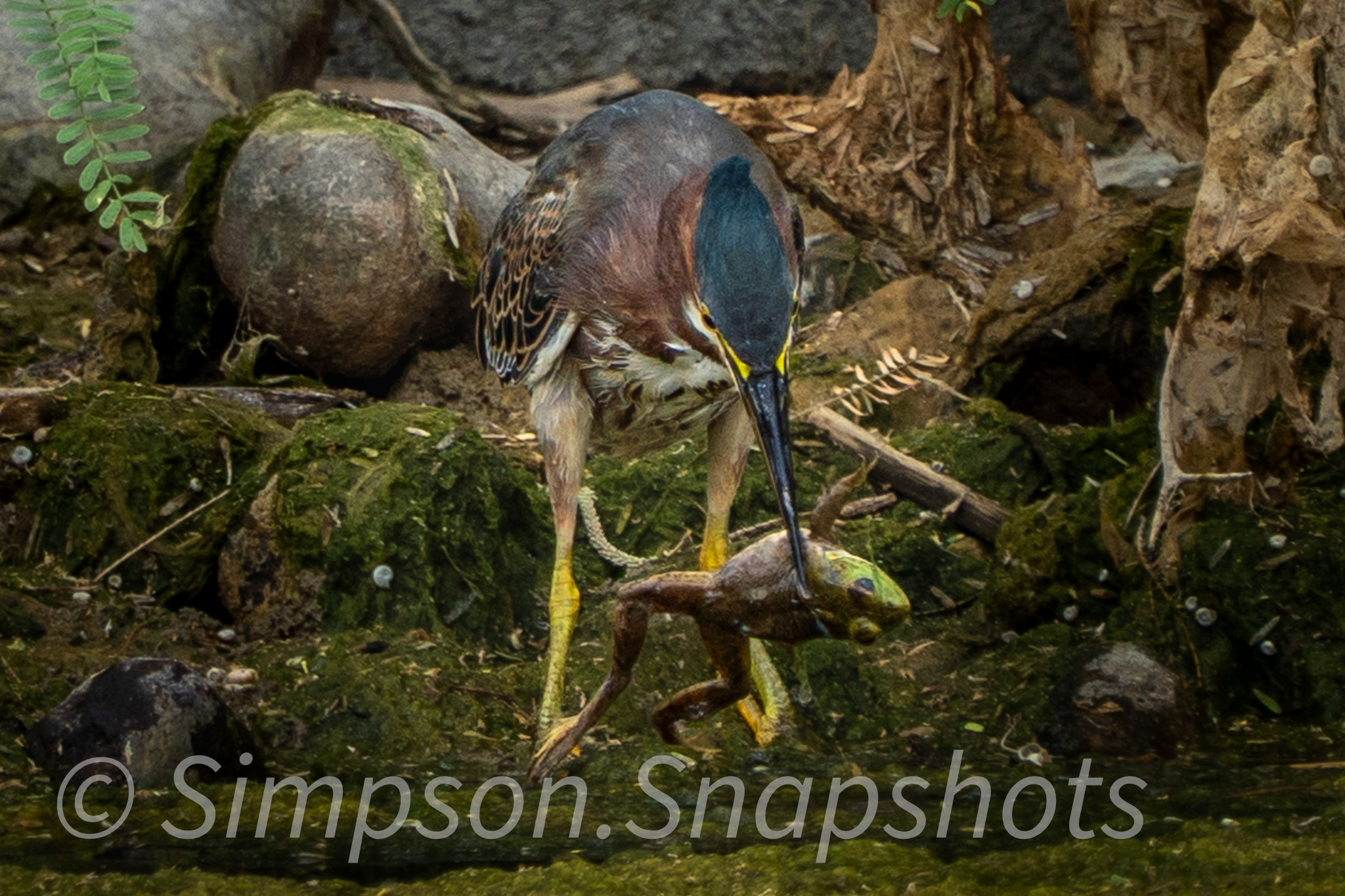 Wildlife-And-Nature photograph 1