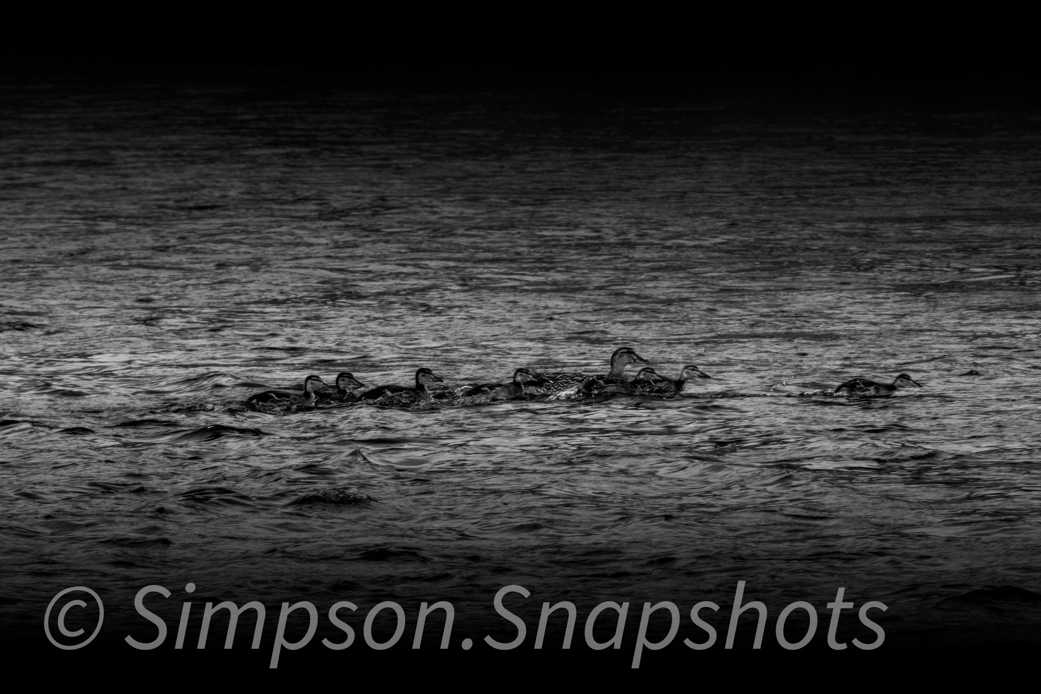 Wildlife-And-Nature photograph 14