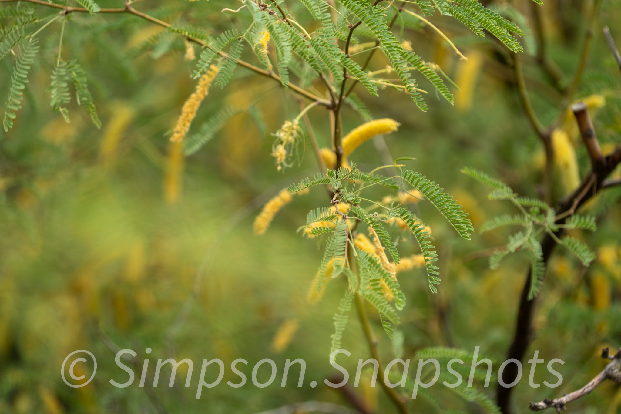 Wildlife-And-Nature photograph 15