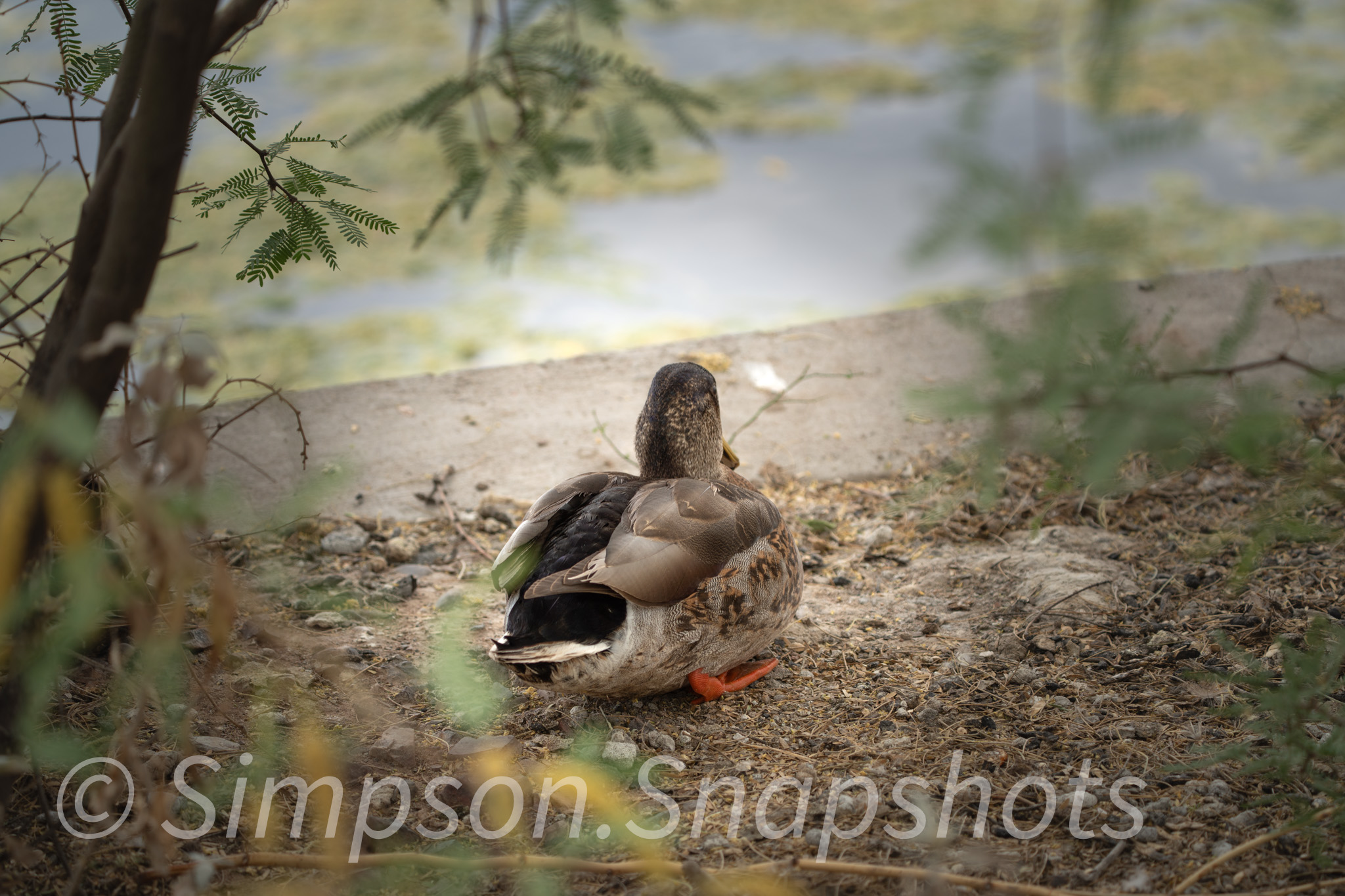 Wildlife-And-Nature photograph 16