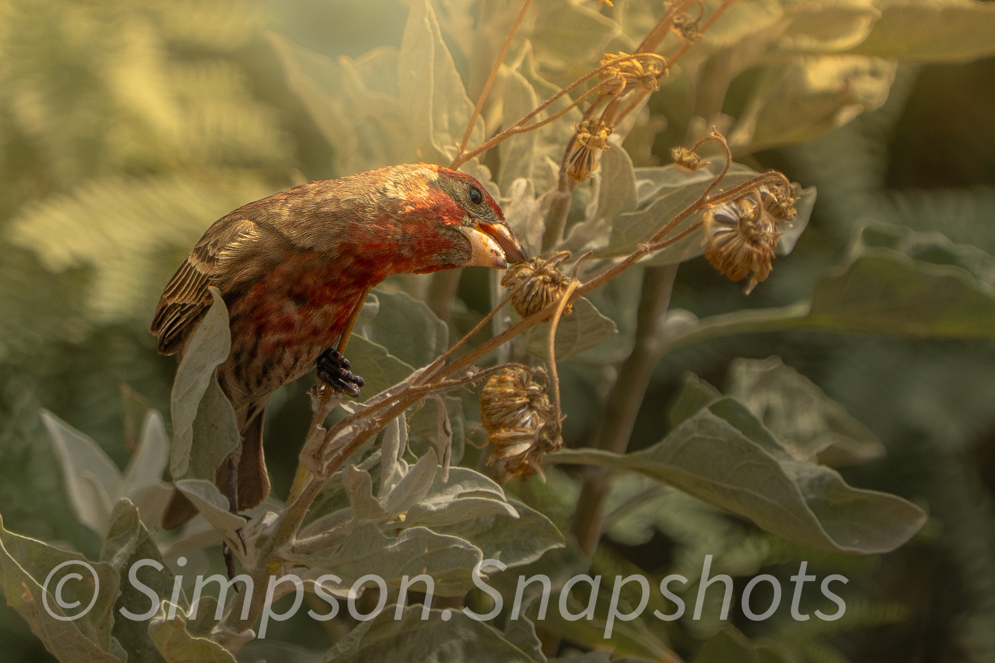 Wildlife-And-Nature photograph 17