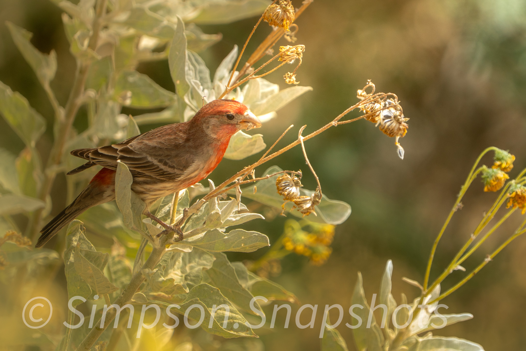 Wildlife-And-Nature photograph 6