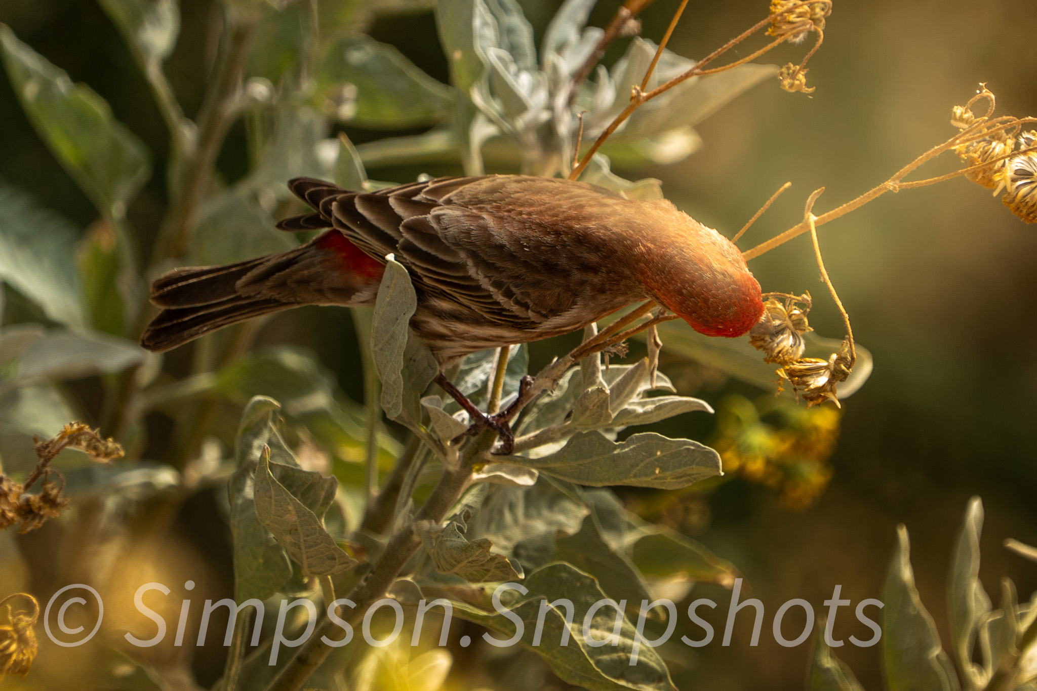 Wildlife-And-Nature photograph 11