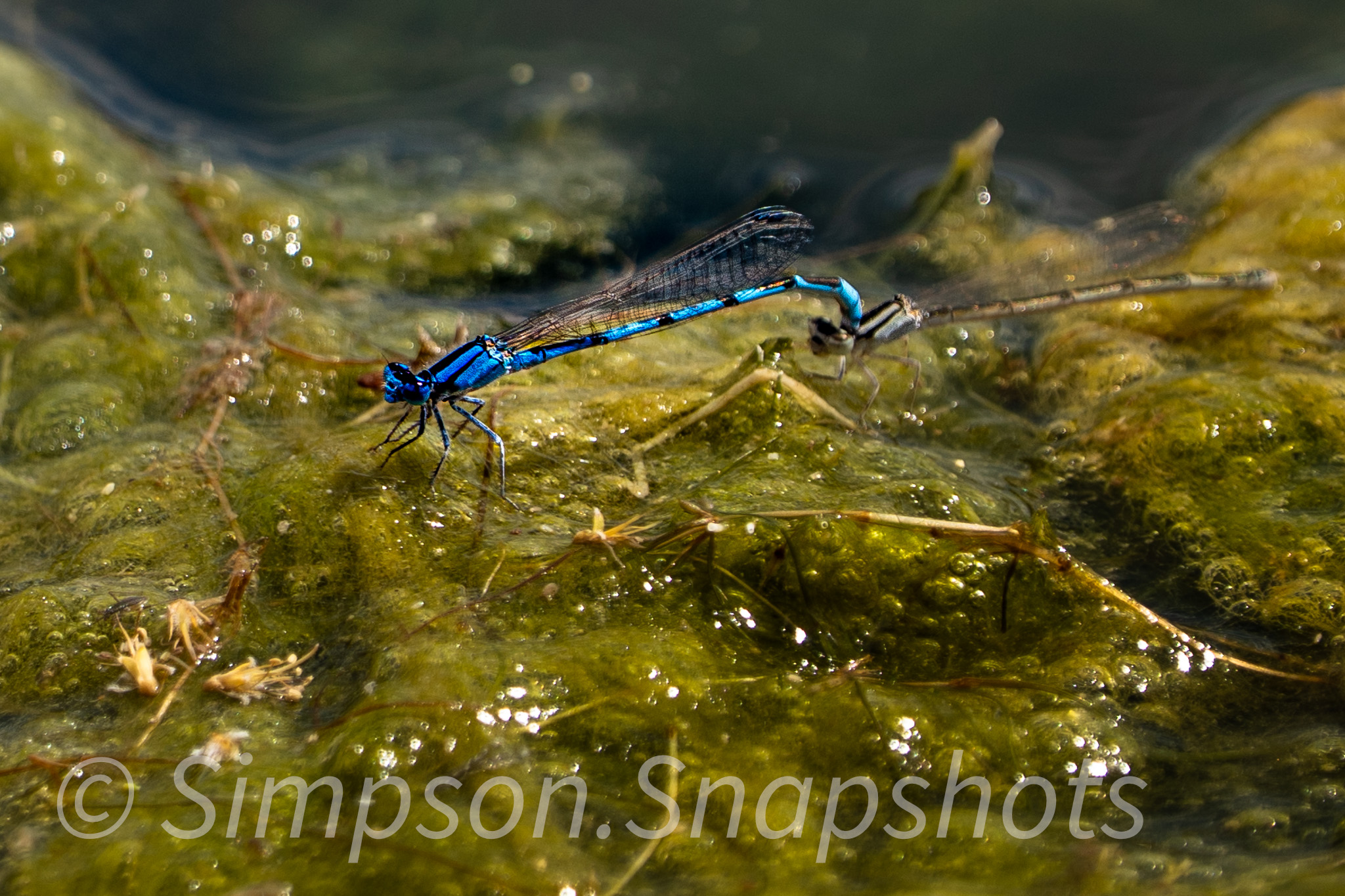 Wildlife-And-Nature photograph 18