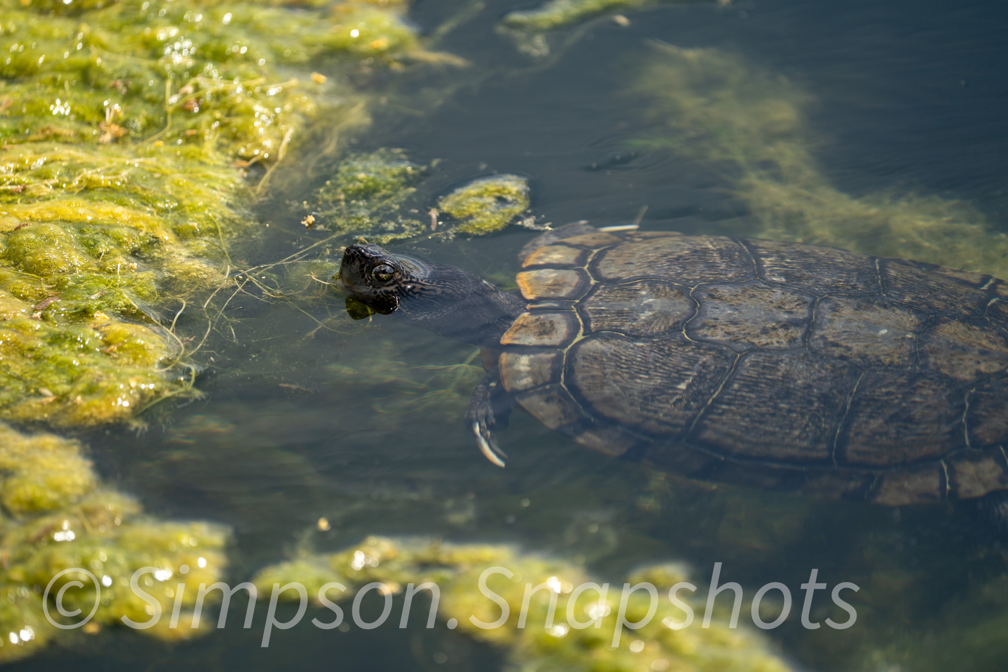 Wildlife-And-Nature photograph 20