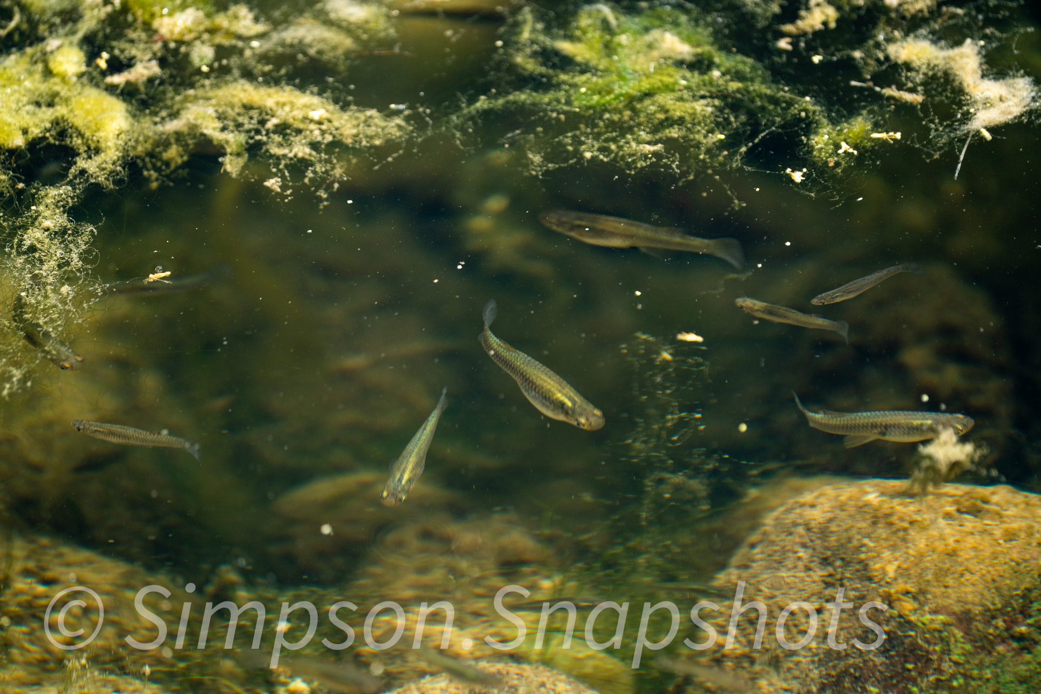 Wildlife-And-Nature photograph 22