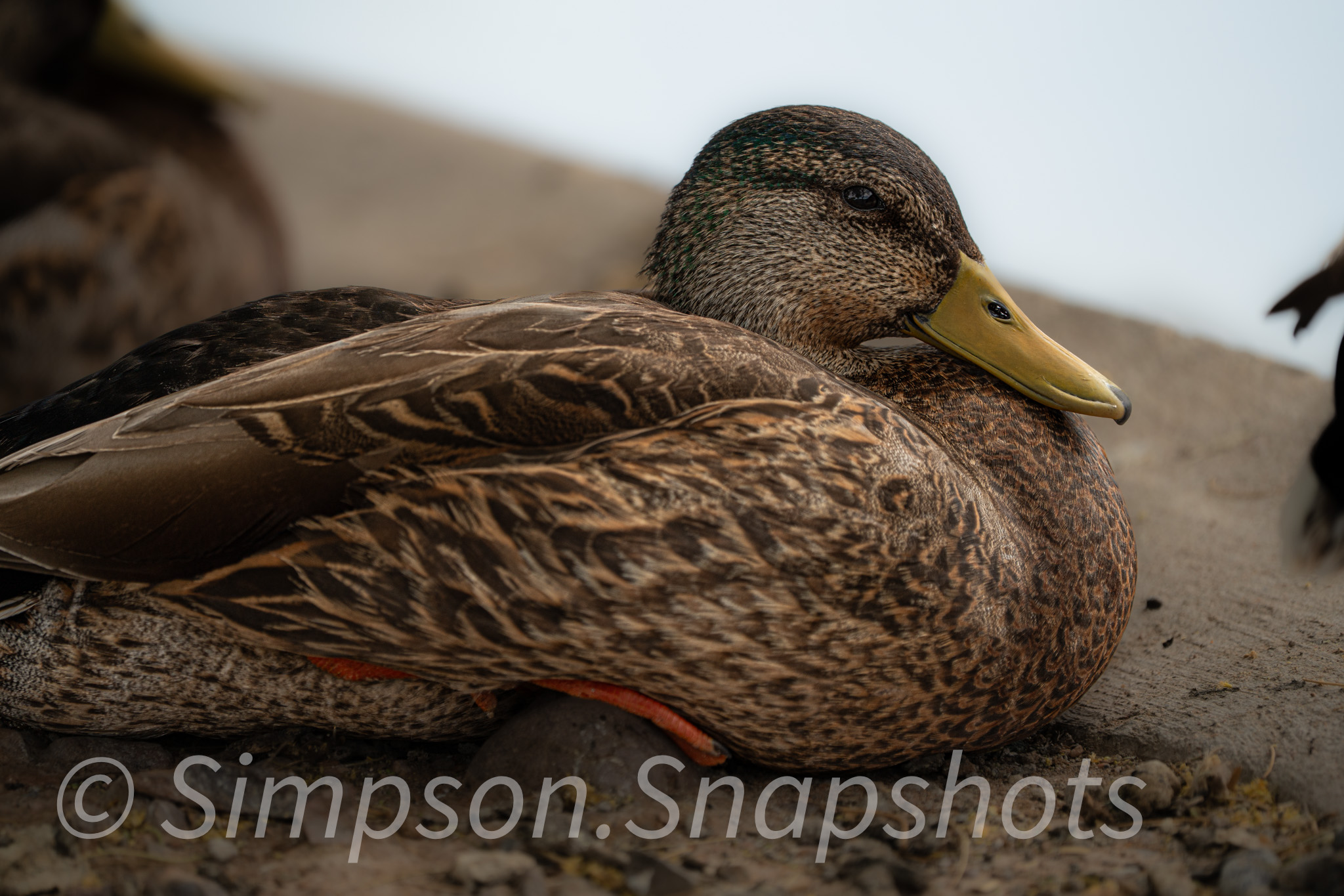 Wildlife-And-Nature photograph 23