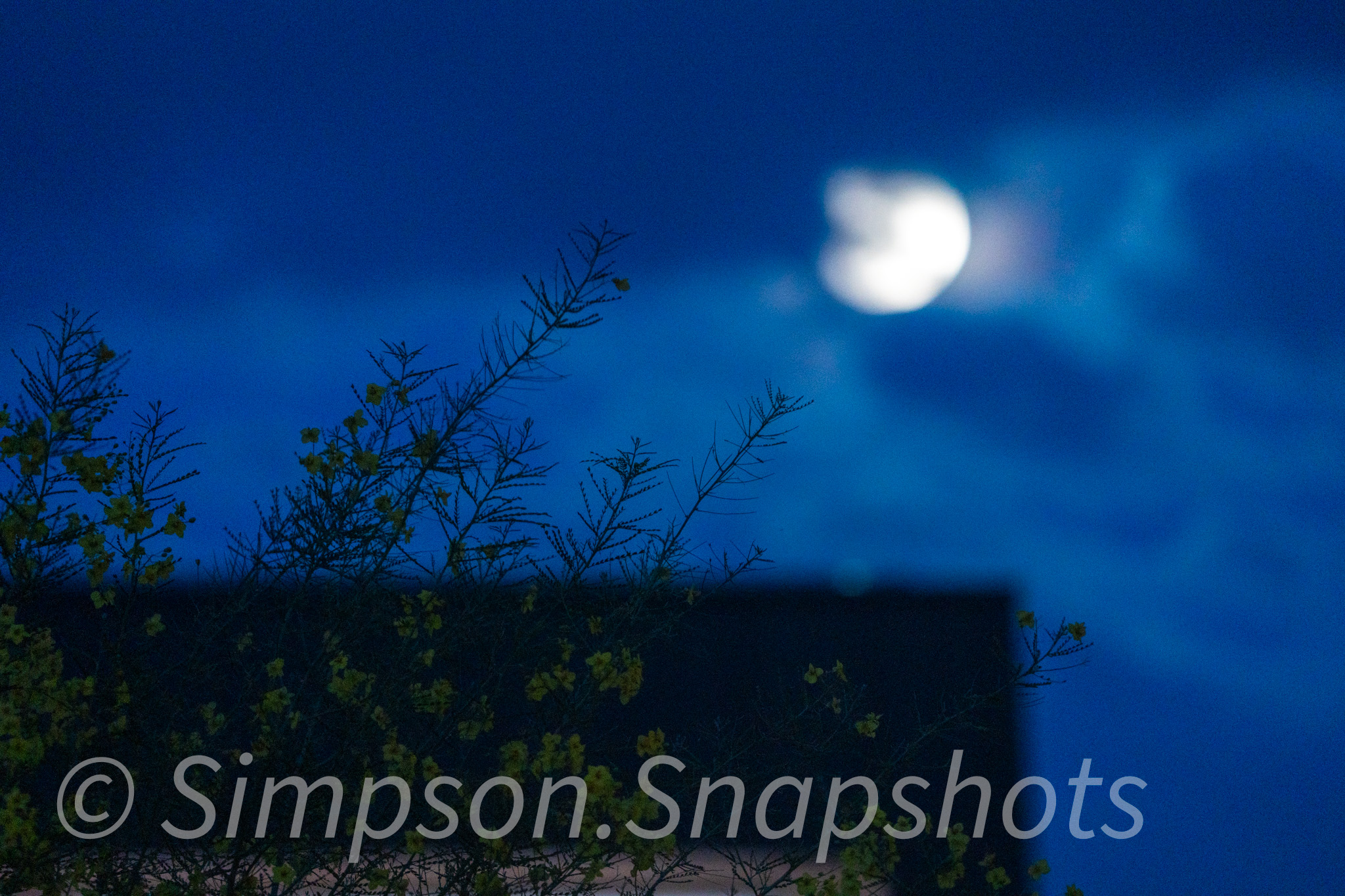 Wildlife-And-Nature photograph 21