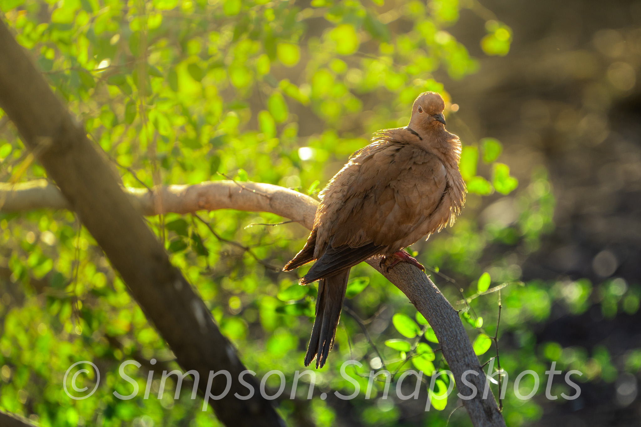 Wildlife-And-Nature photograph 37