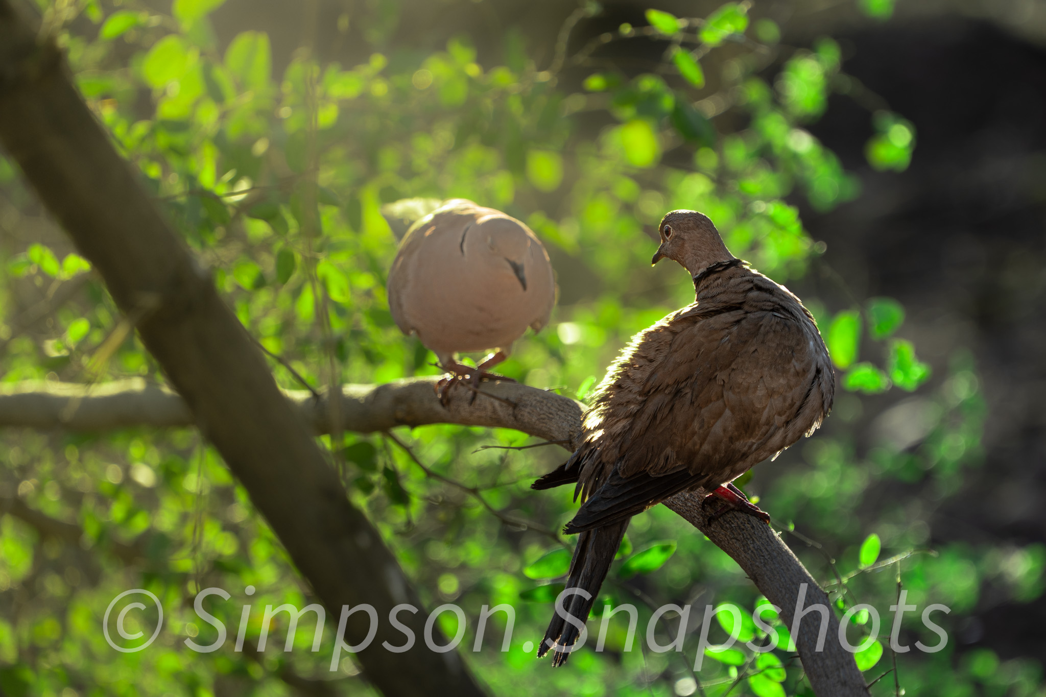 Wildlife-And-Nature photograph 38