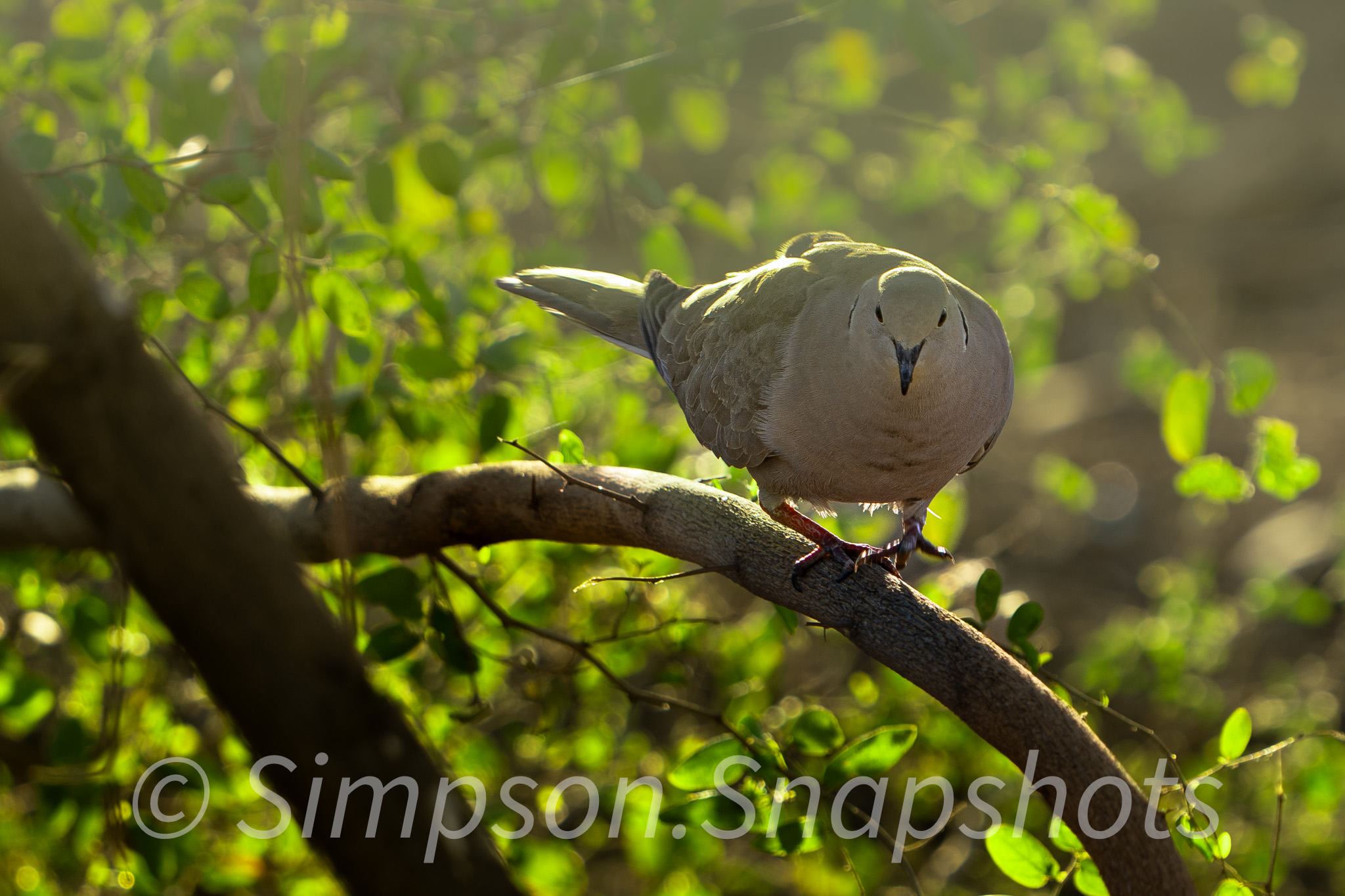 Wildlife-And-Nature photograph 39