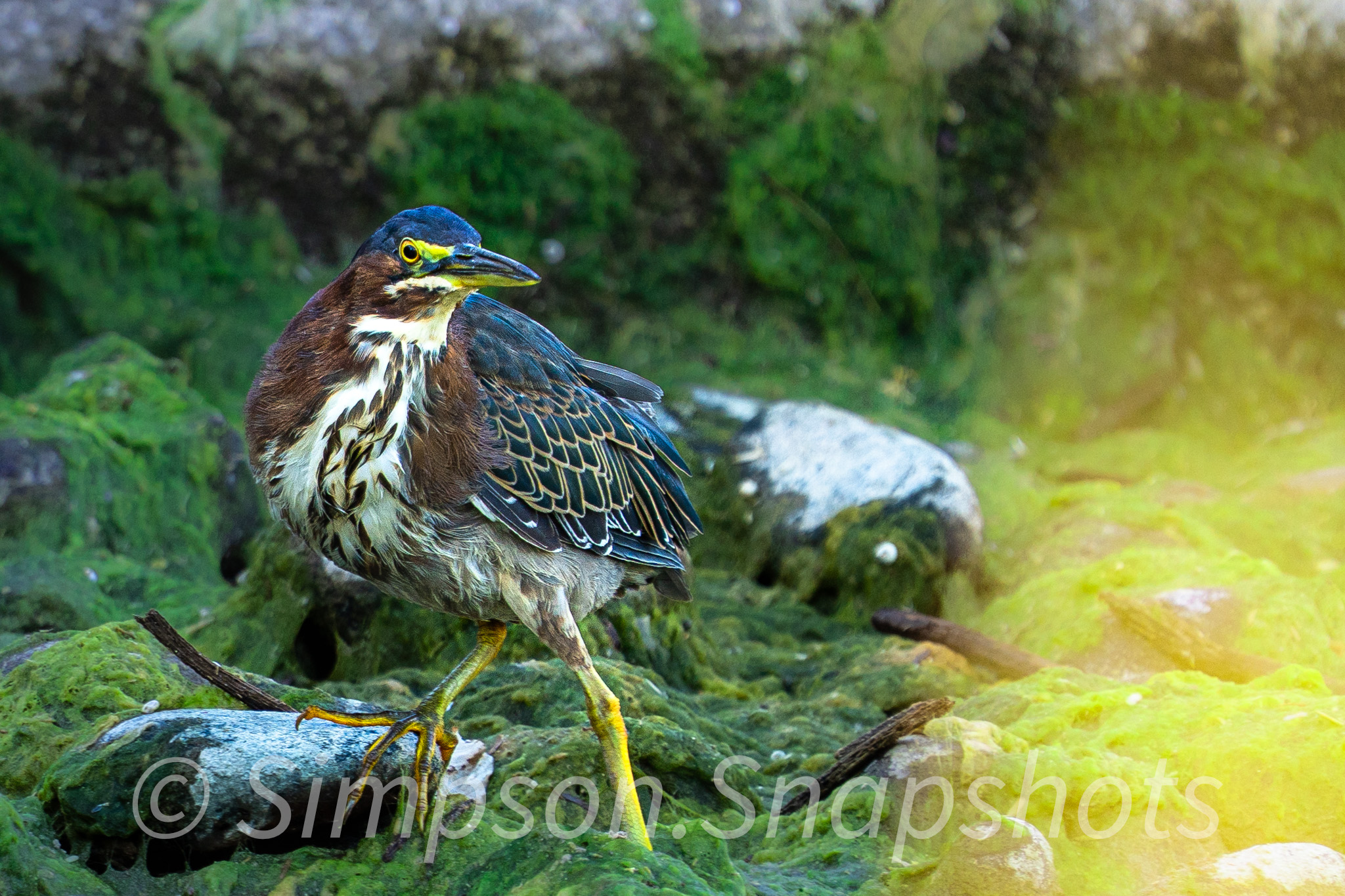 Wildlife-And-Nature photograph 40