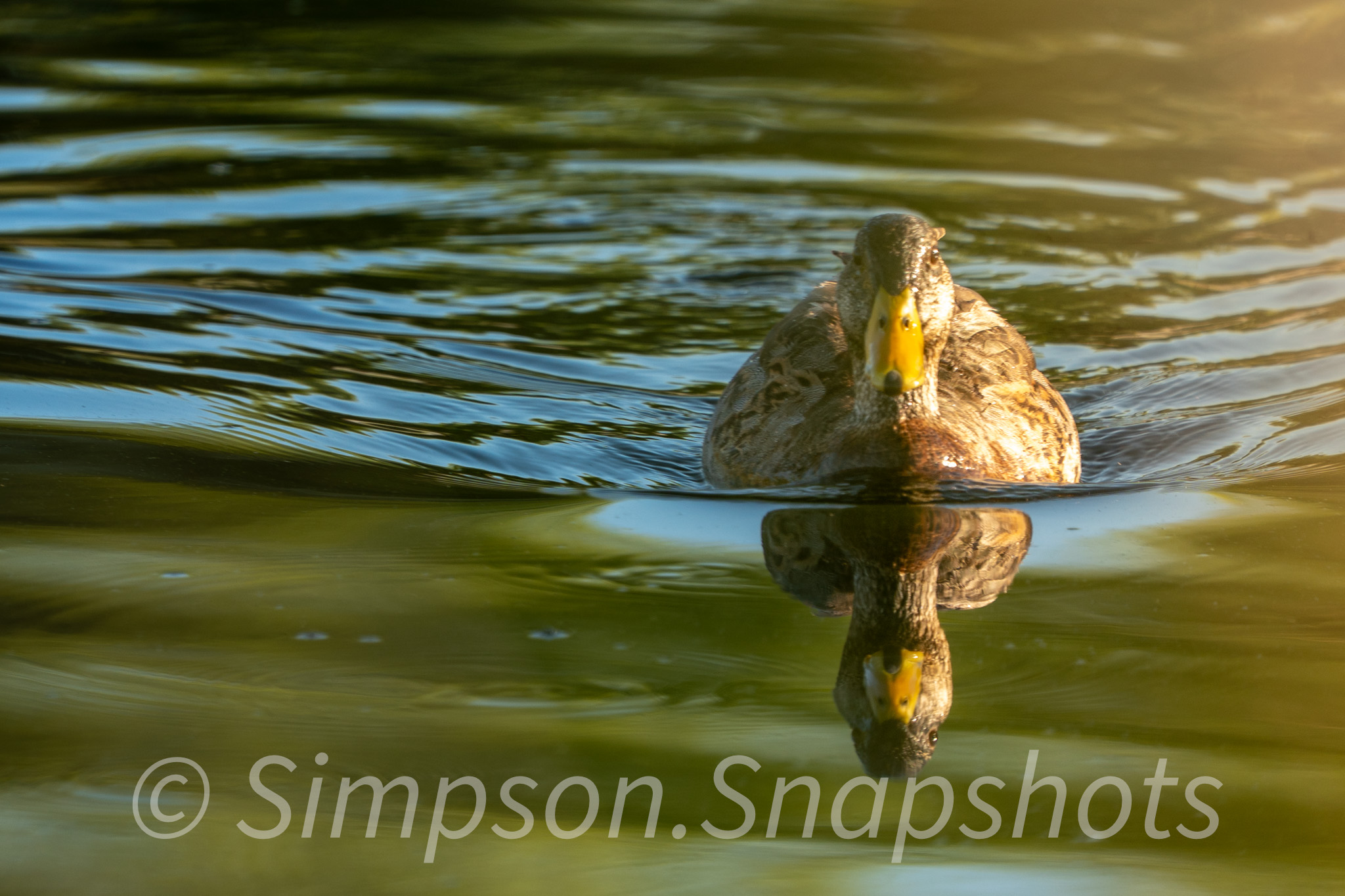 Wildlife-And-Nature photograph 41