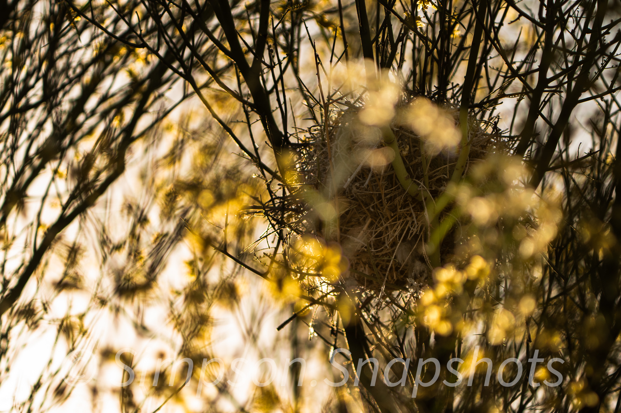 Wildlife-And-Nature photograph 42