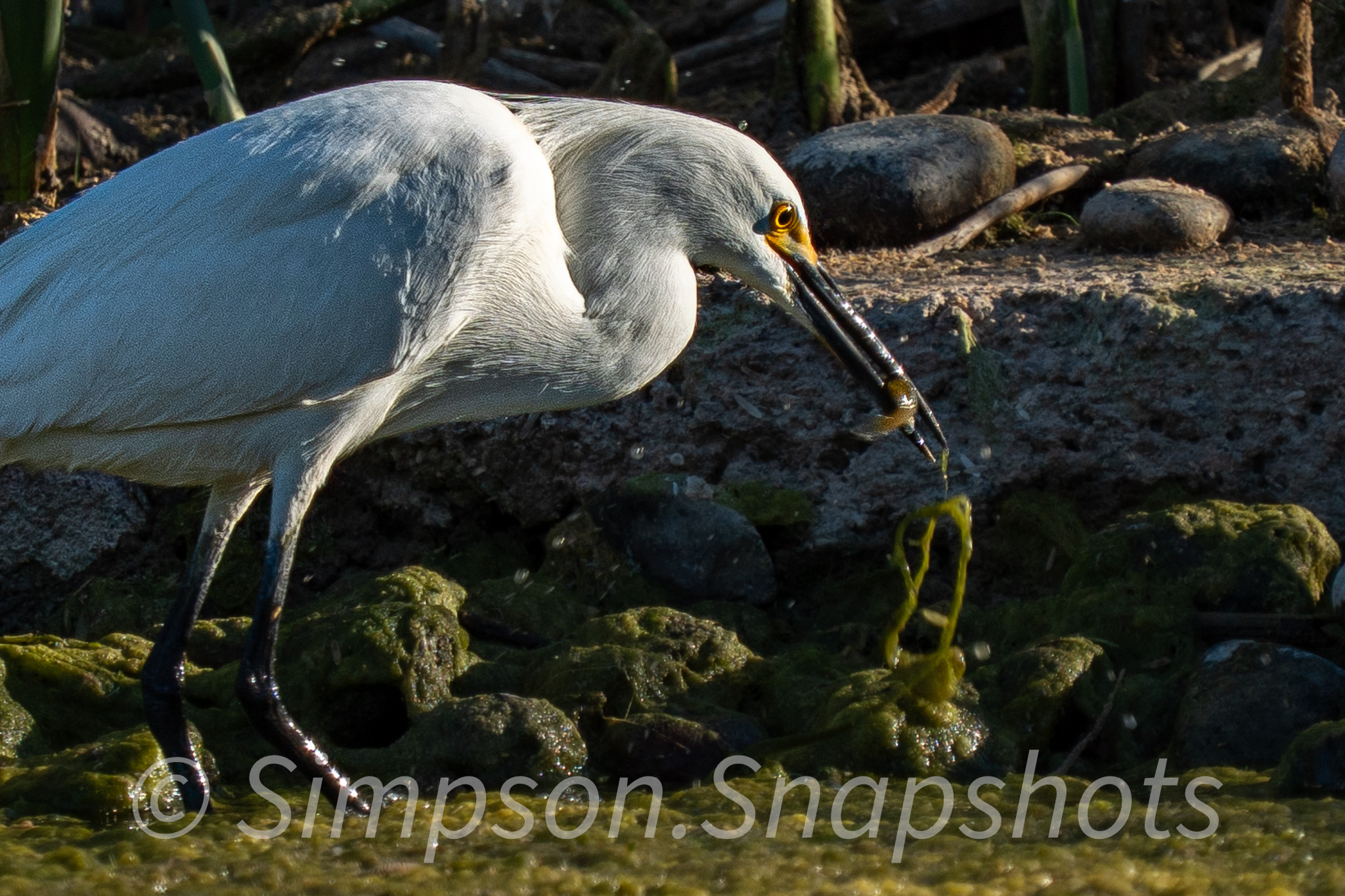 Wildlife-And-Nature photograph 43