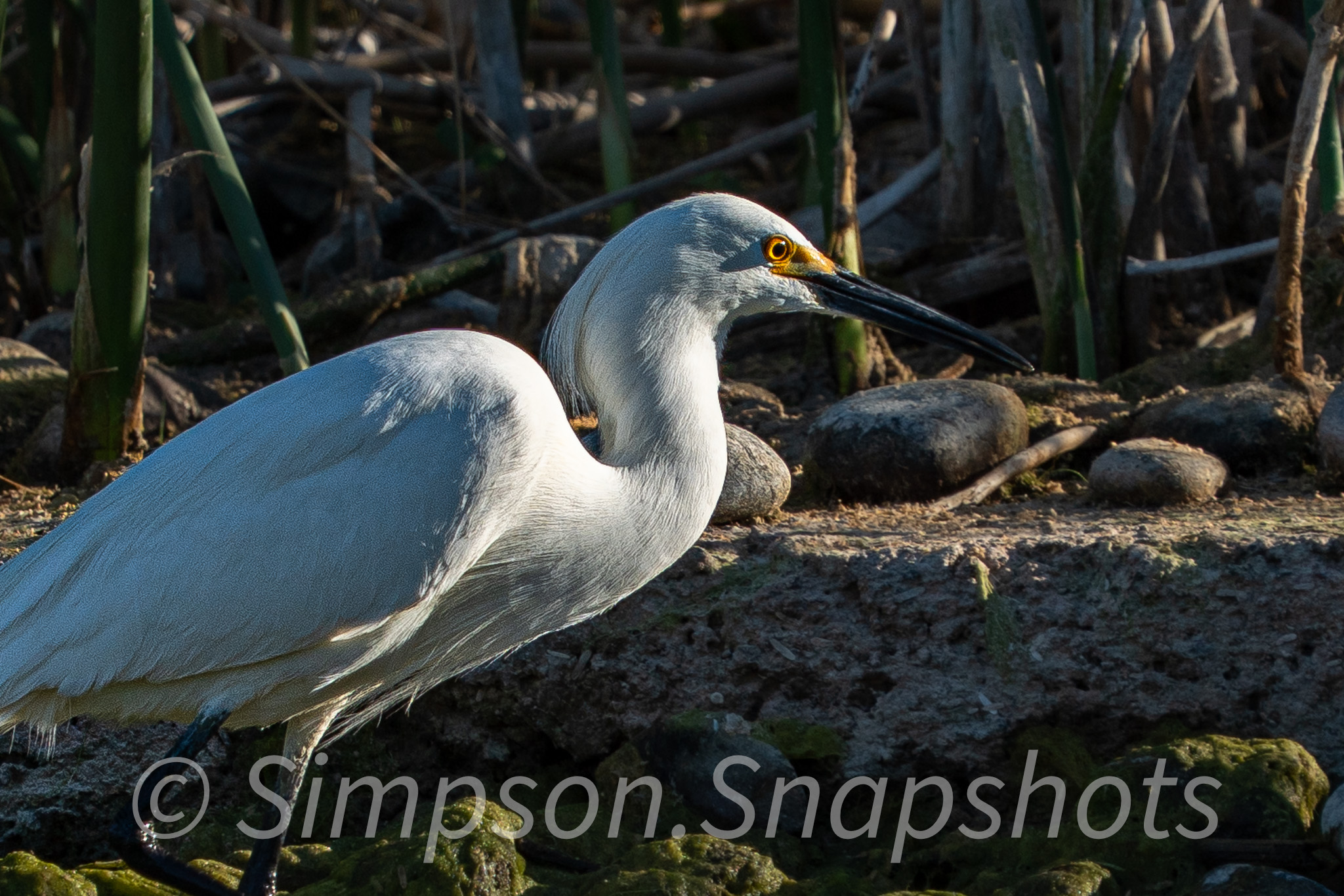 Wildlife-And-Nature photograph 44