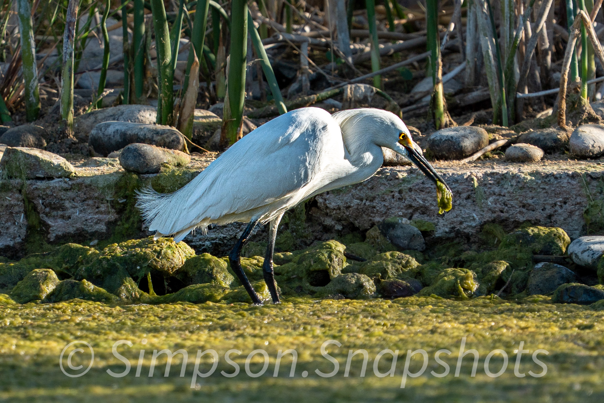 Wildlife-And-Nature photograph 45