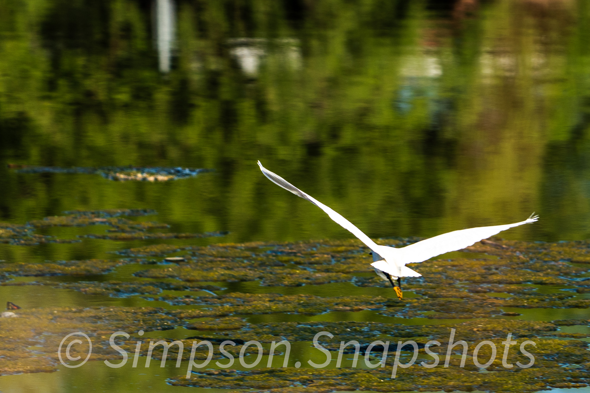 Wildlife-And-Nature photograph 46