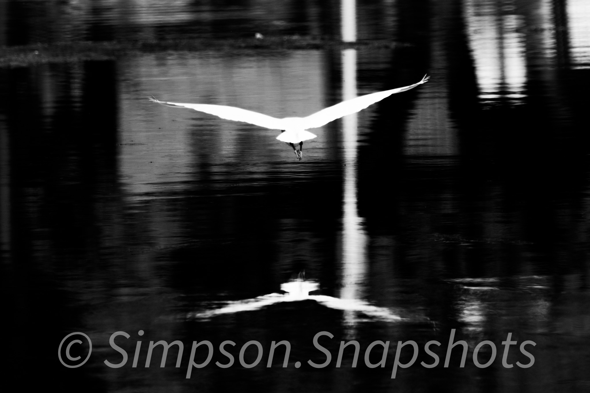Wildlife-And-Nature photograph 47