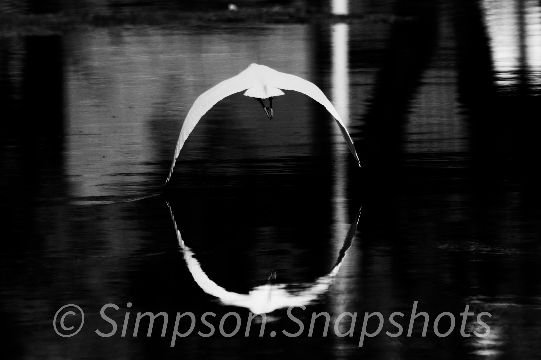 Wildlife-And-Nature photograph 48