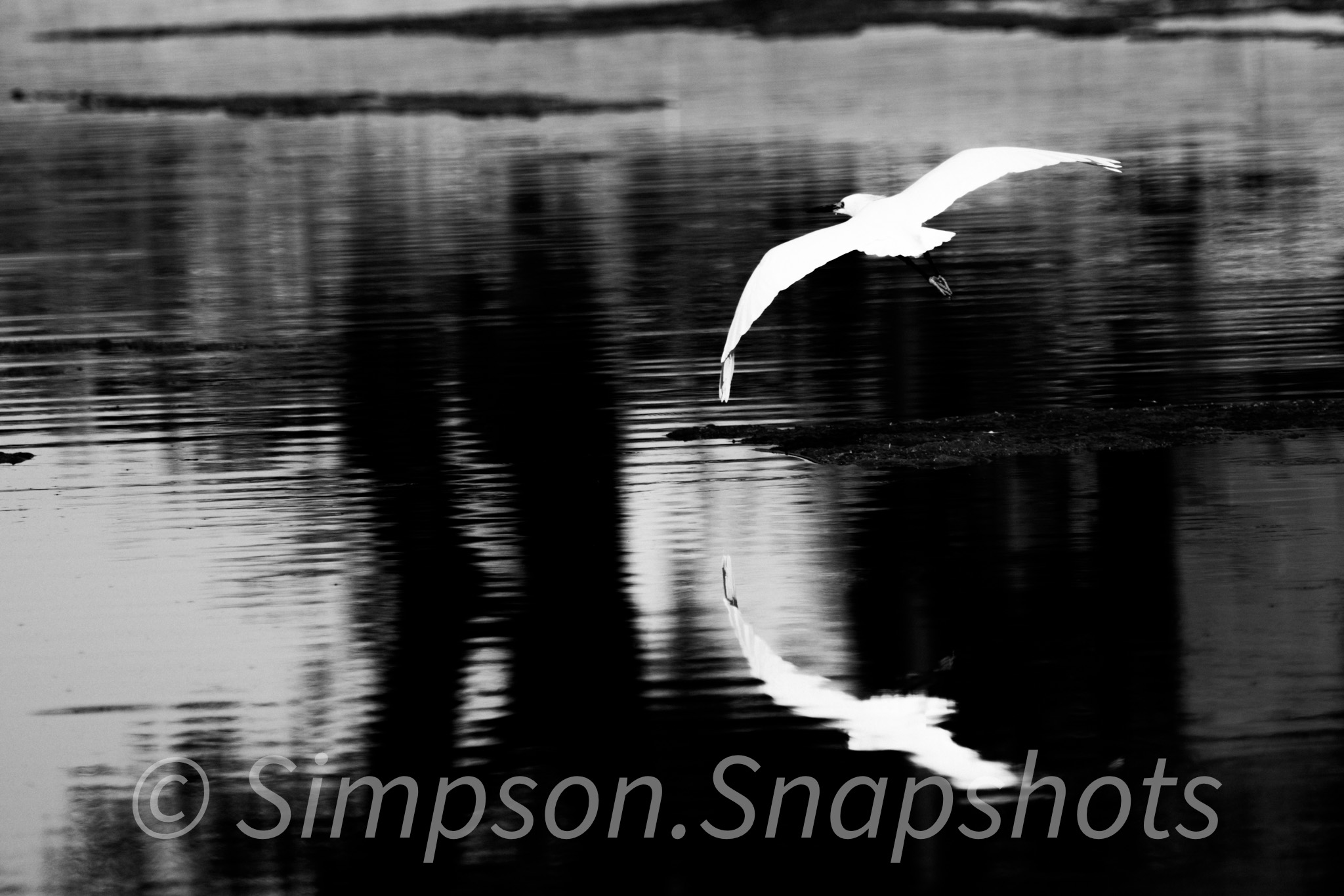 Wildlife-And-Nature photograph 49