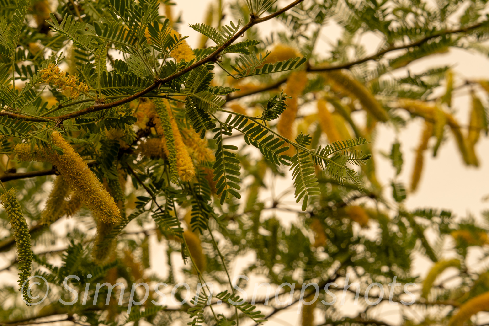 Wildlife-And-Nature photograph 30