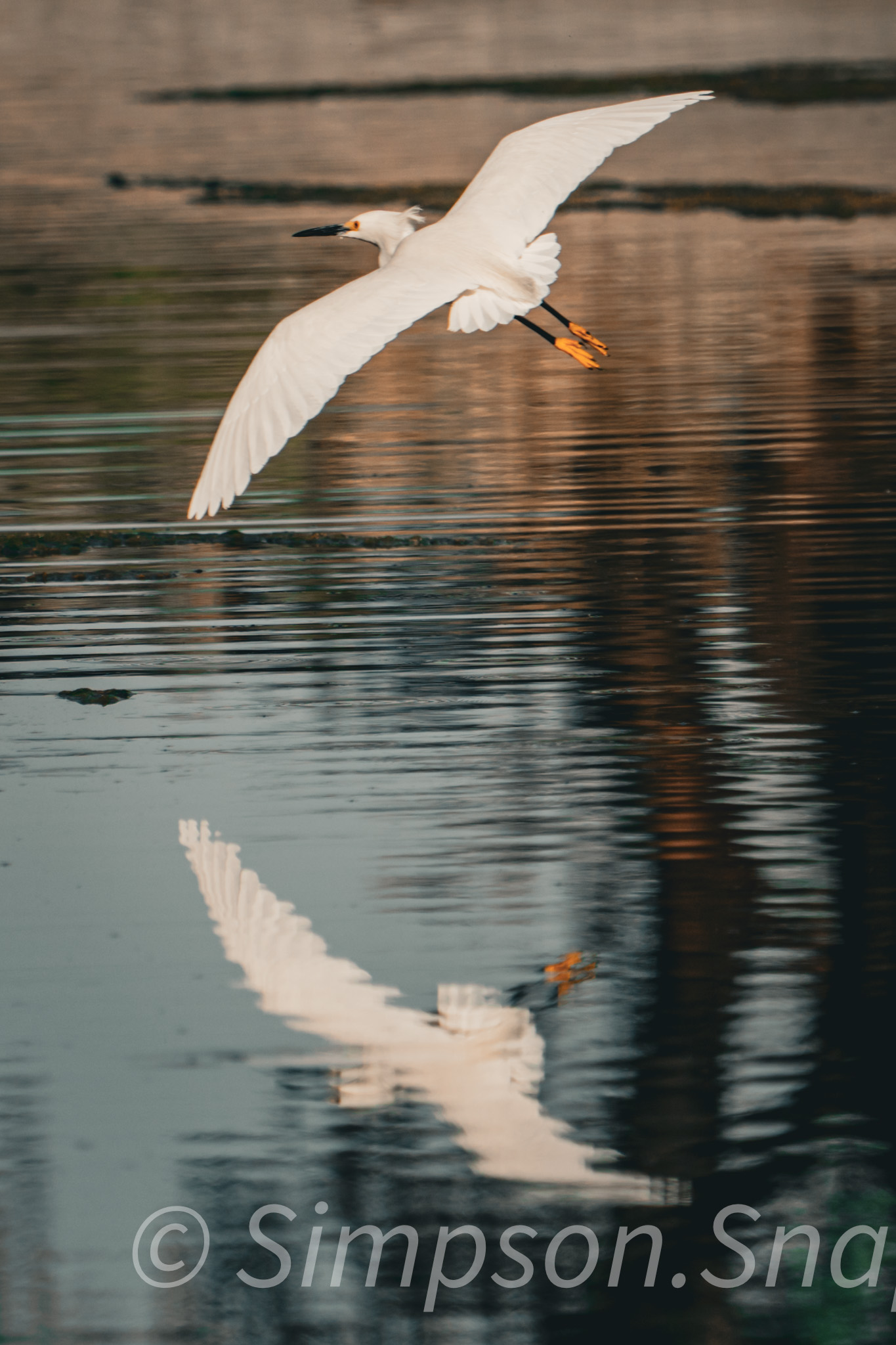 Wildlife-And-Nature photograph 50