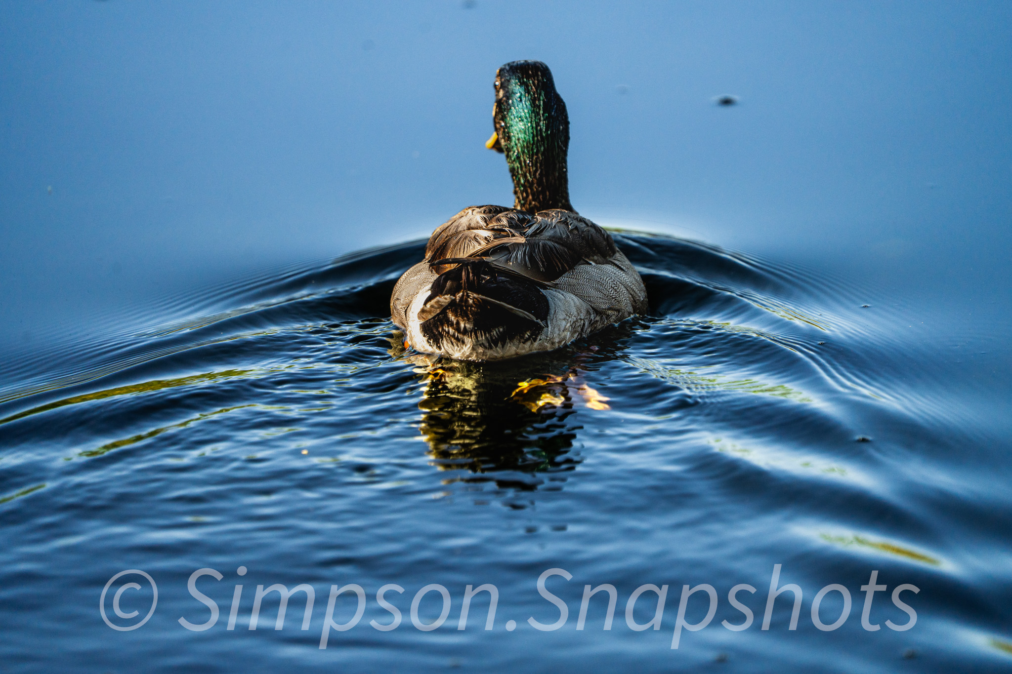 Wildlife-And-Nature photograph 51