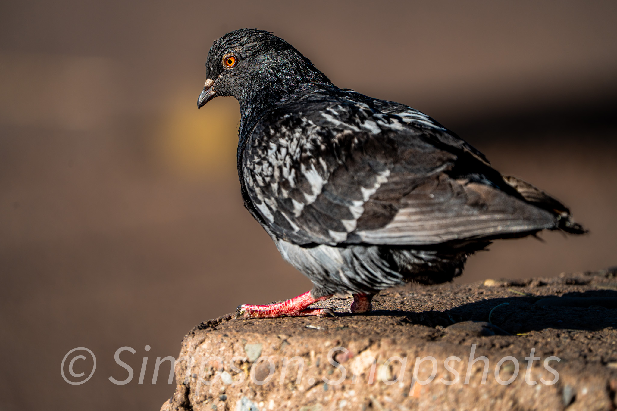Wildlife-And-Nature photograph 52