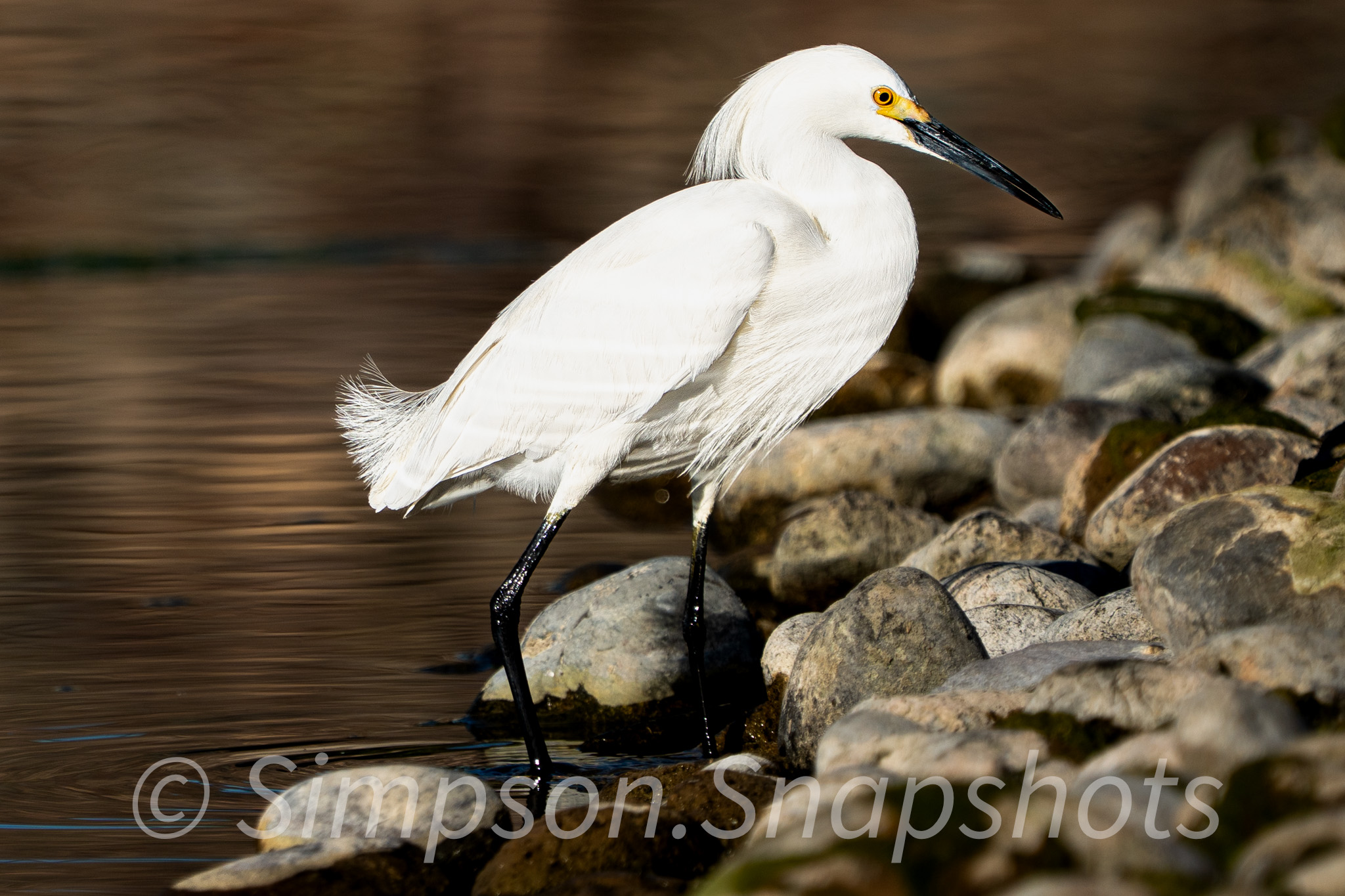 Wildlife-And-Nature photograph 53