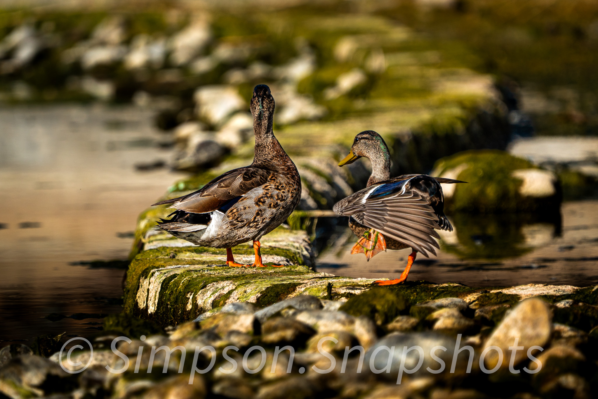 Wildlife-And-Nature photograph 54