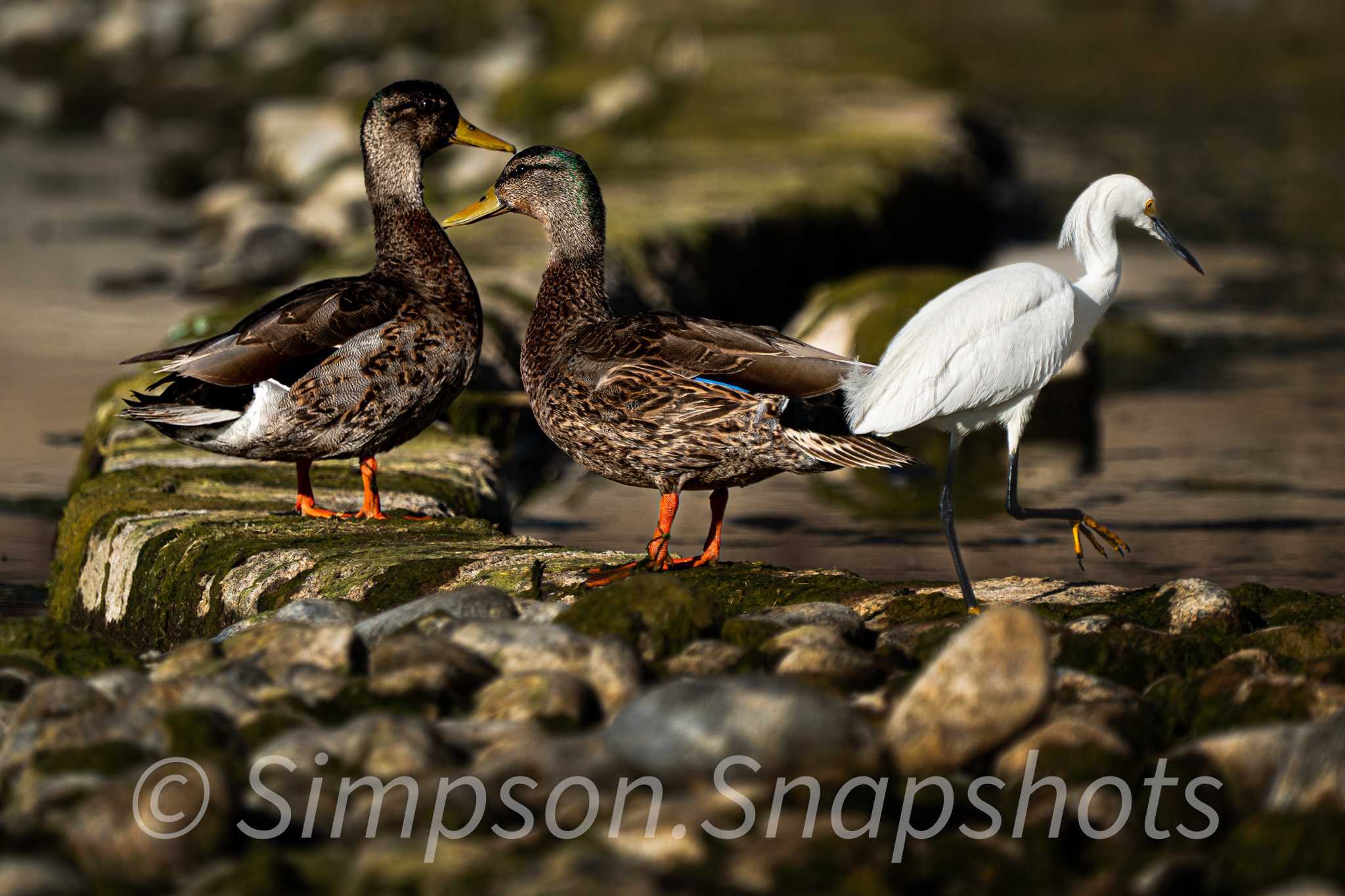 Wildlife-And-Nature photograph 55