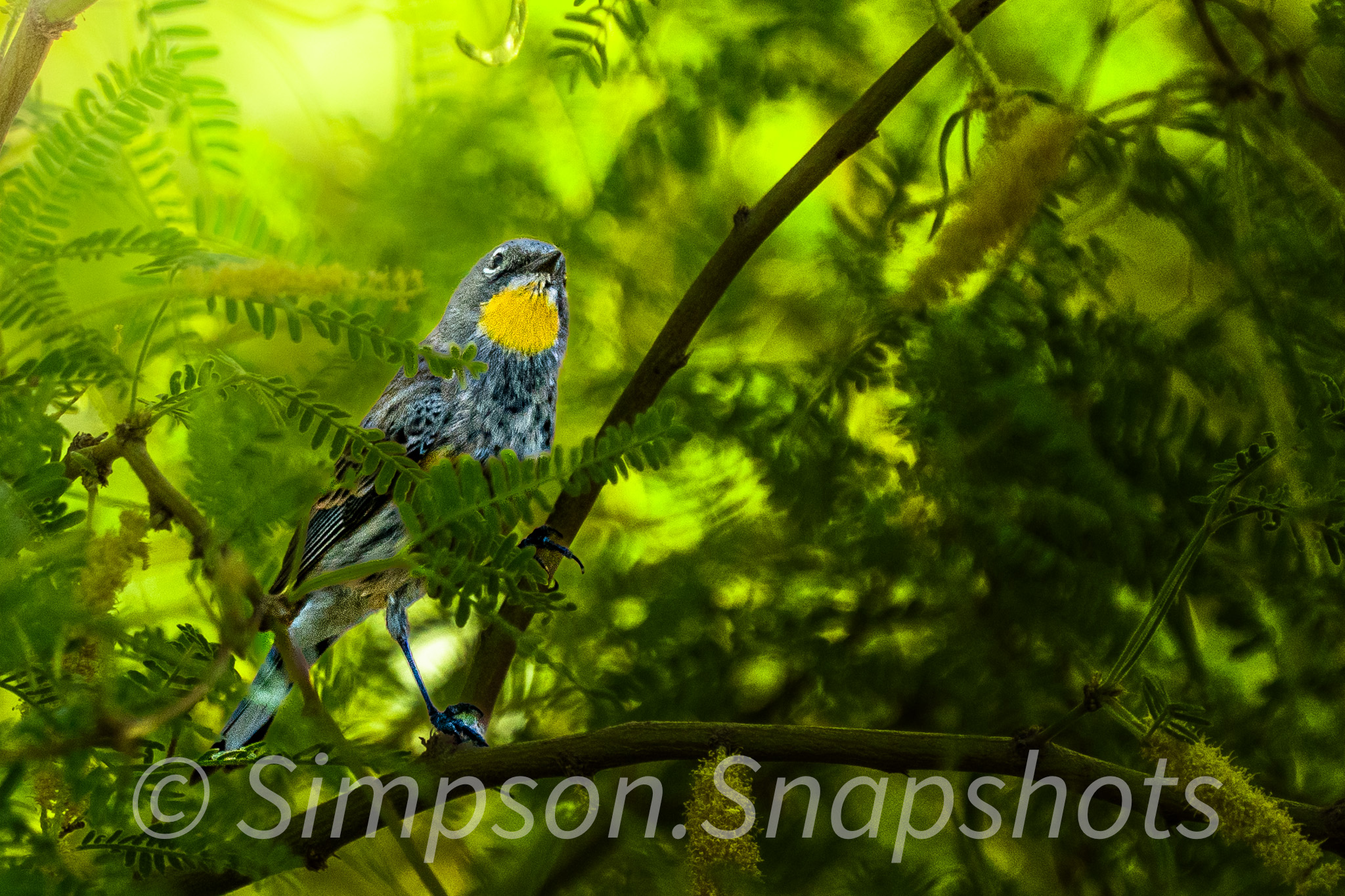Wildlife-And-Nature photograph 56