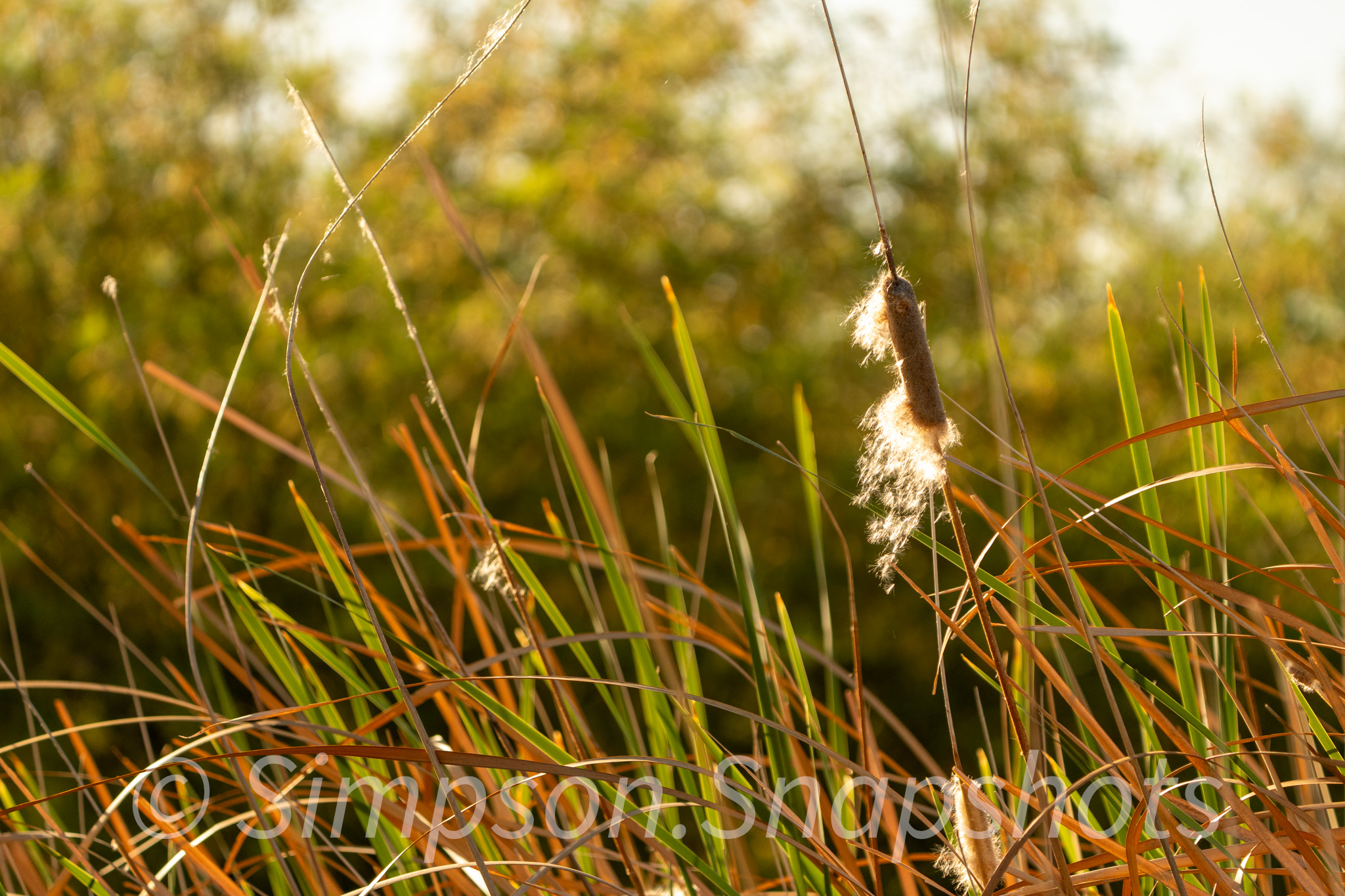 Wildlife-And-Nature photograph 57