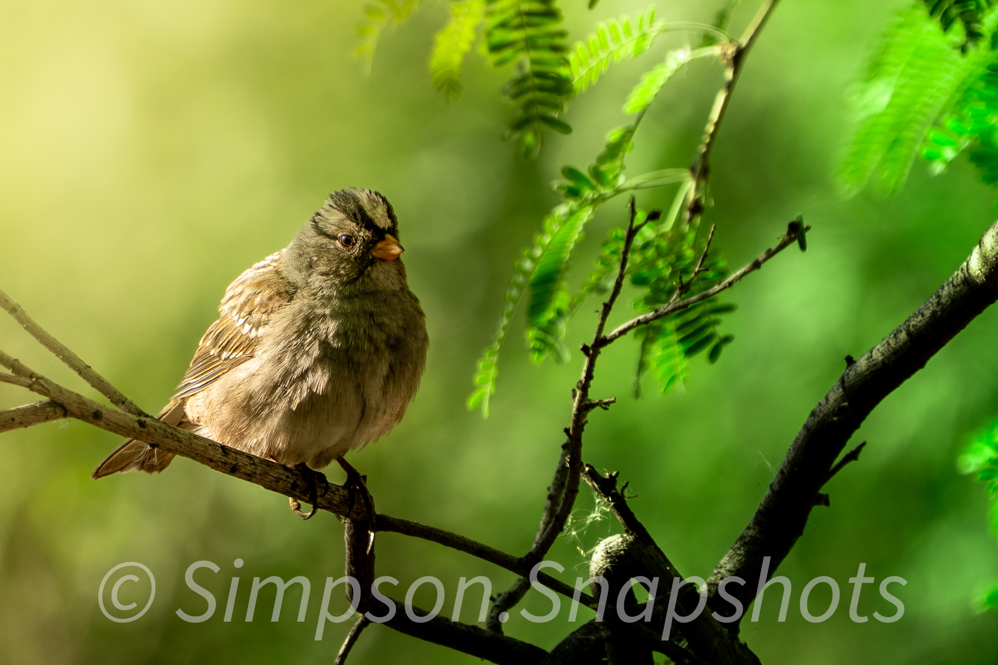 Wildlife-And-Nature photograph 58