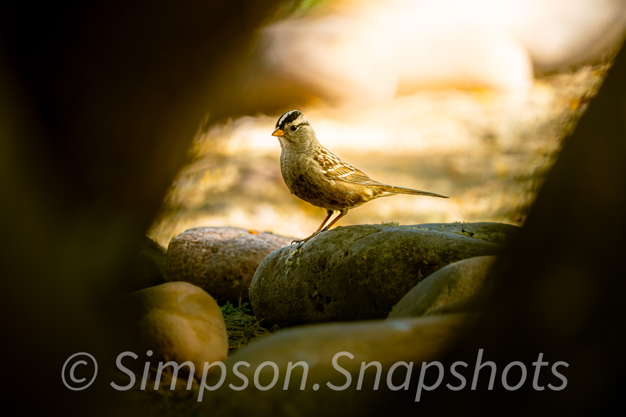 Wildlife-And-Nature photograph 59
