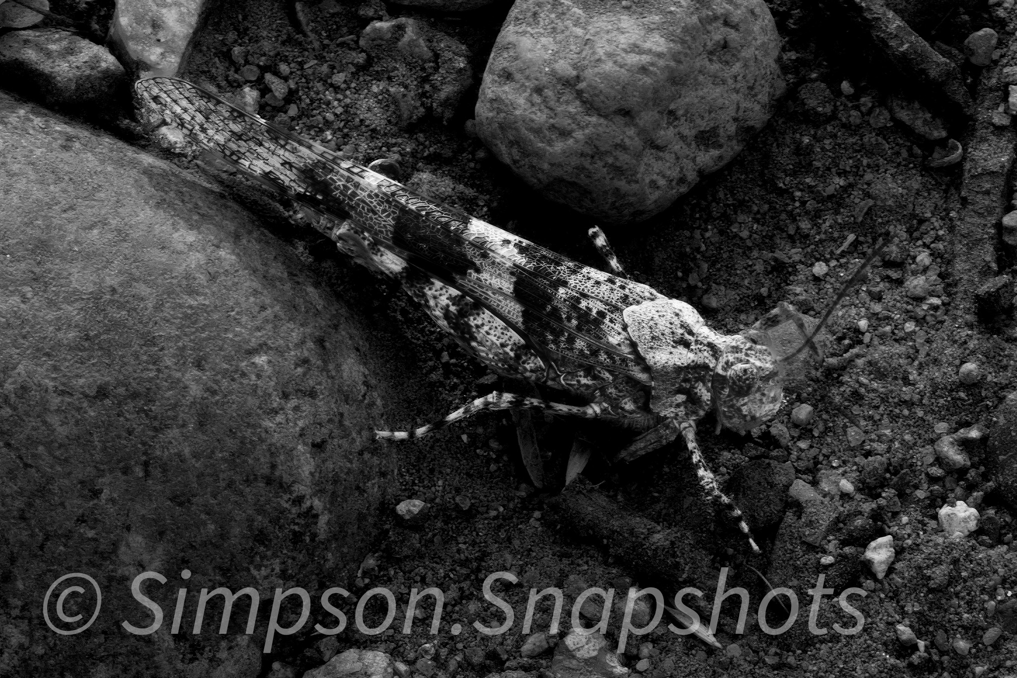 Wildlife-And-Nature photograph 32