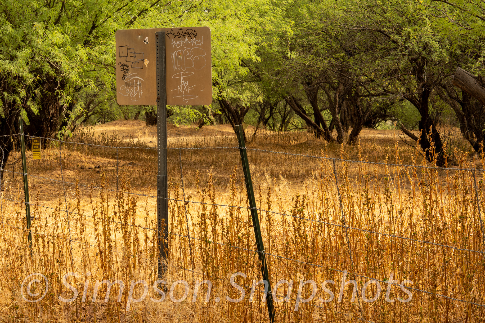 Wildlife-And-Nature photograph 33