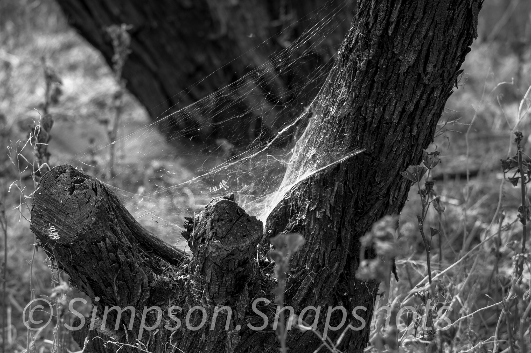 Wildlife-And-Nature photograph 34